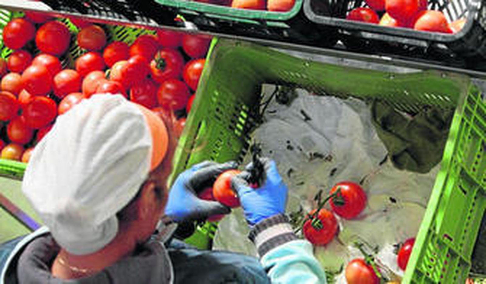 El tomate es el producto 'estrella' de la cooperativa.