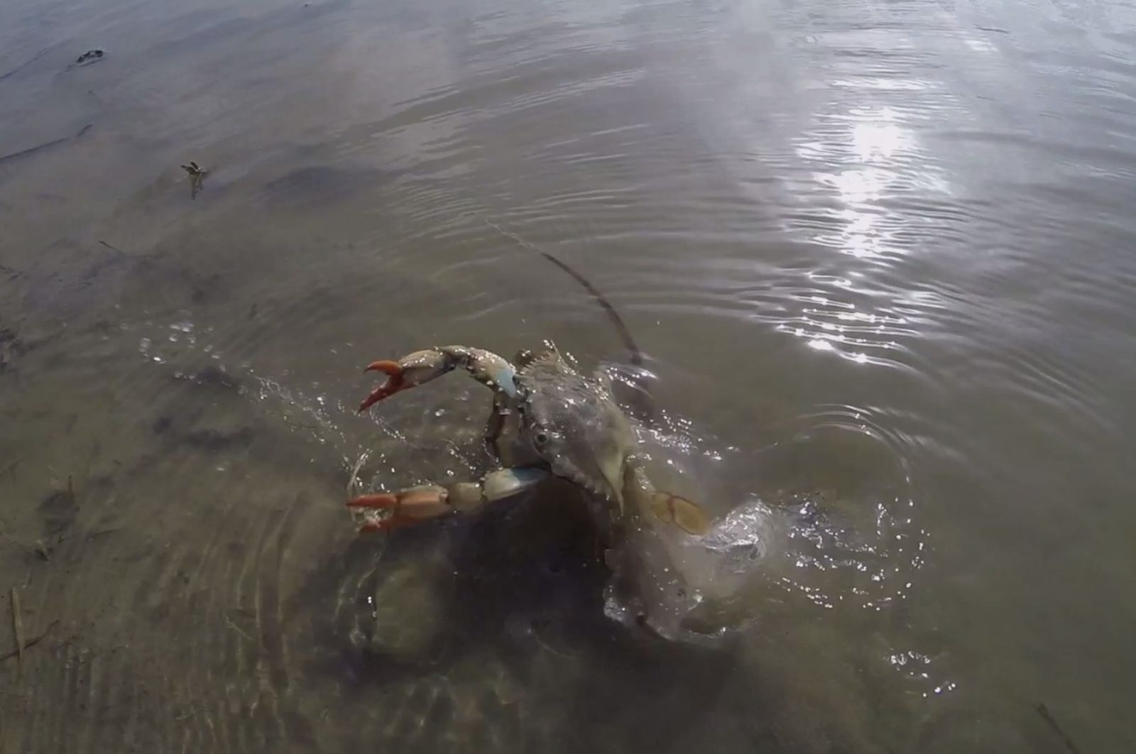 Cangrejo azul en la laguna de Puerto Rey, Vera.