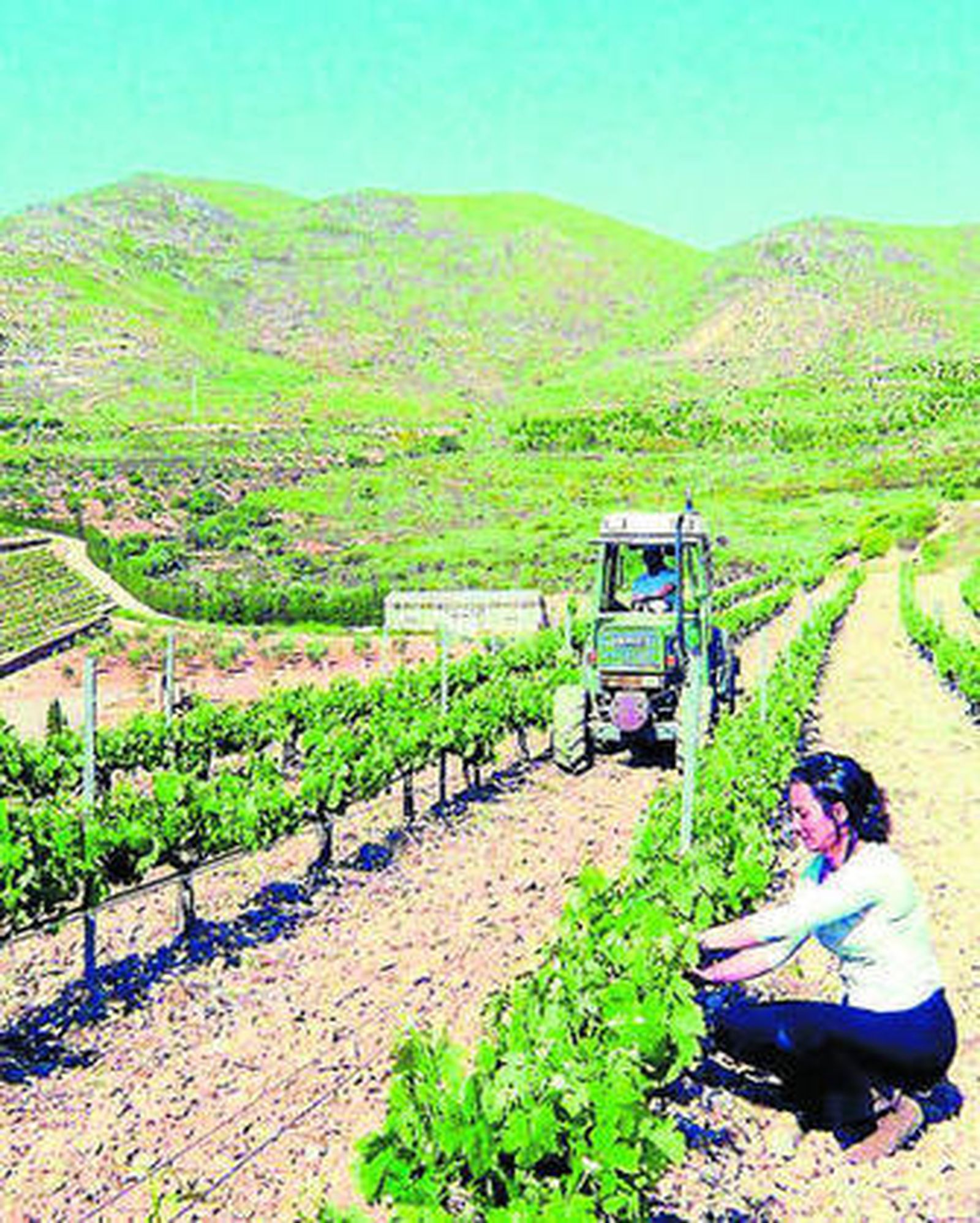 Los viñedos centrarán el debate del curso organizado por la firma.