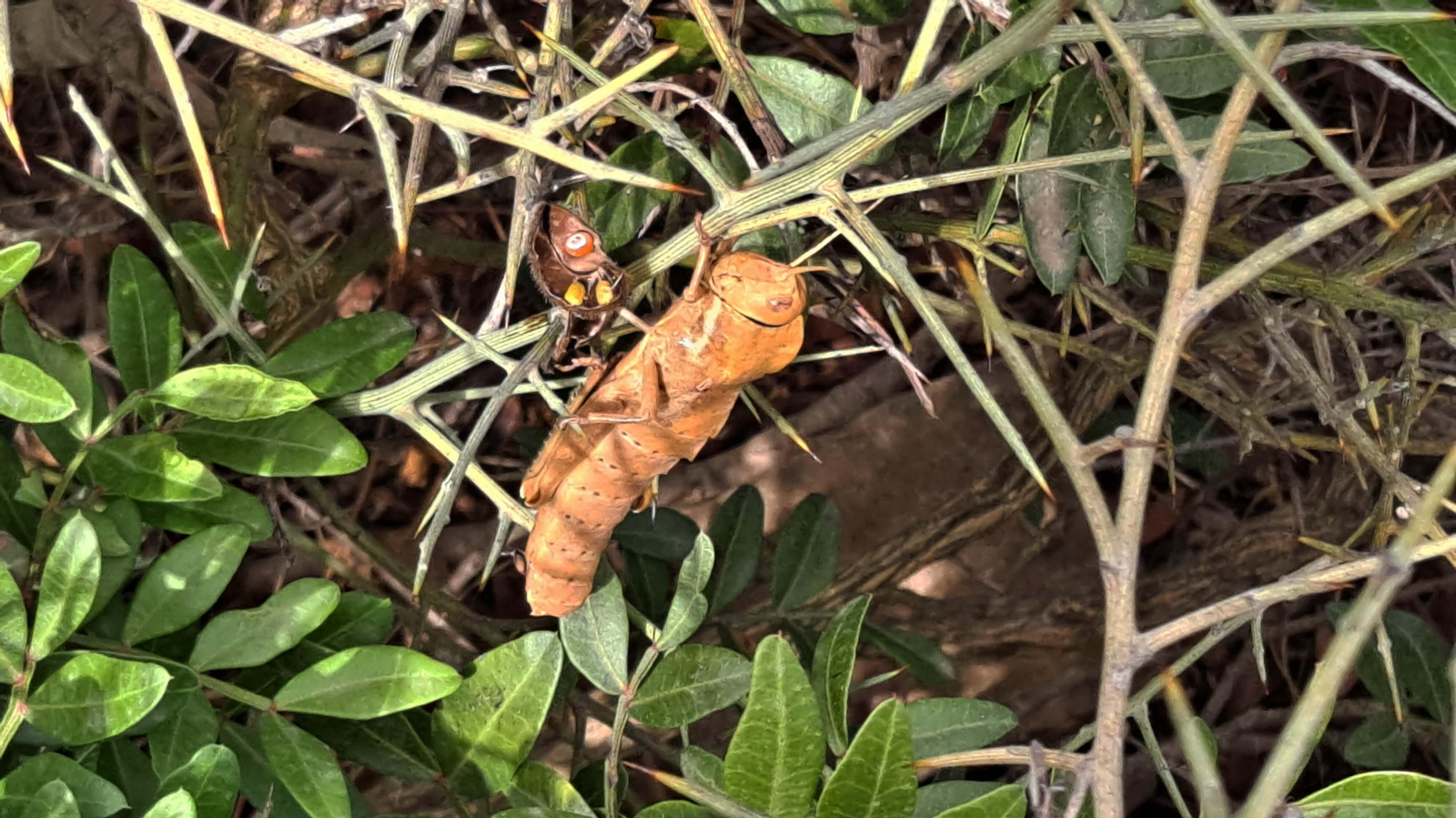 Fotos del sendero de la garganta del Rayo en Tarifa
