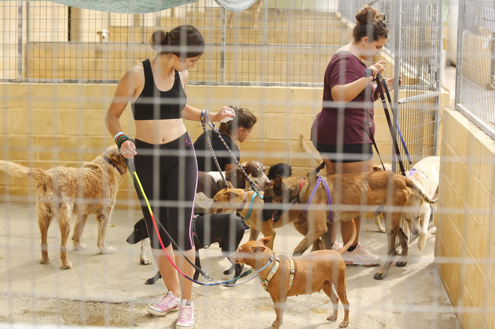 Las fotos de los animales de la Protectora de Málaga Las fotos de los animales de la Protectora de Málaga