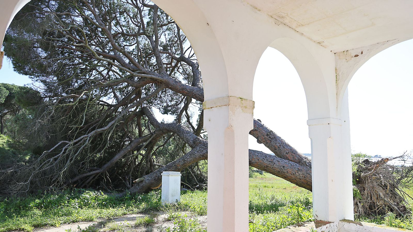 Imágenes del pino centenario donde se enterró Platero derribado por un tornado