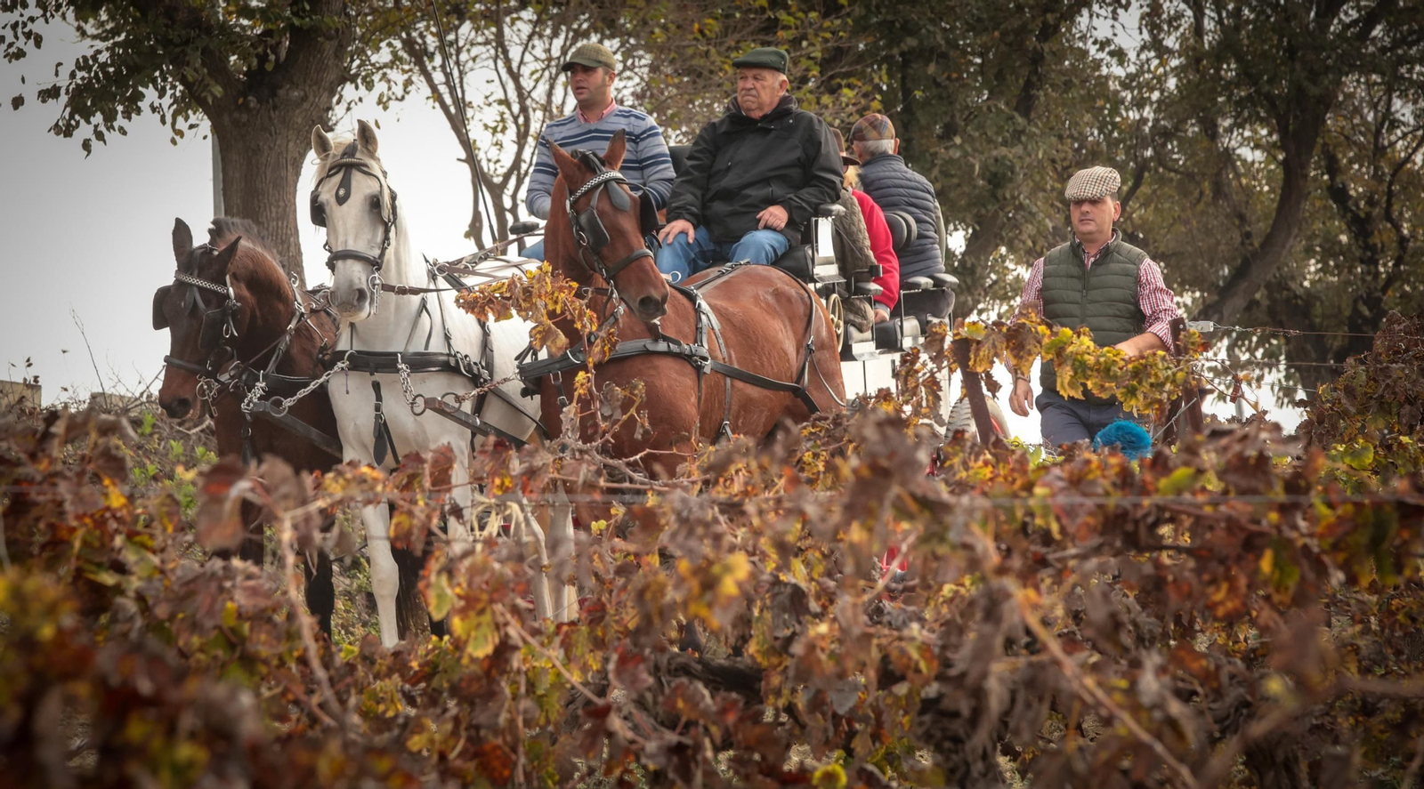 Búscate en la III Ruta Viñas de Jerez de Enganches