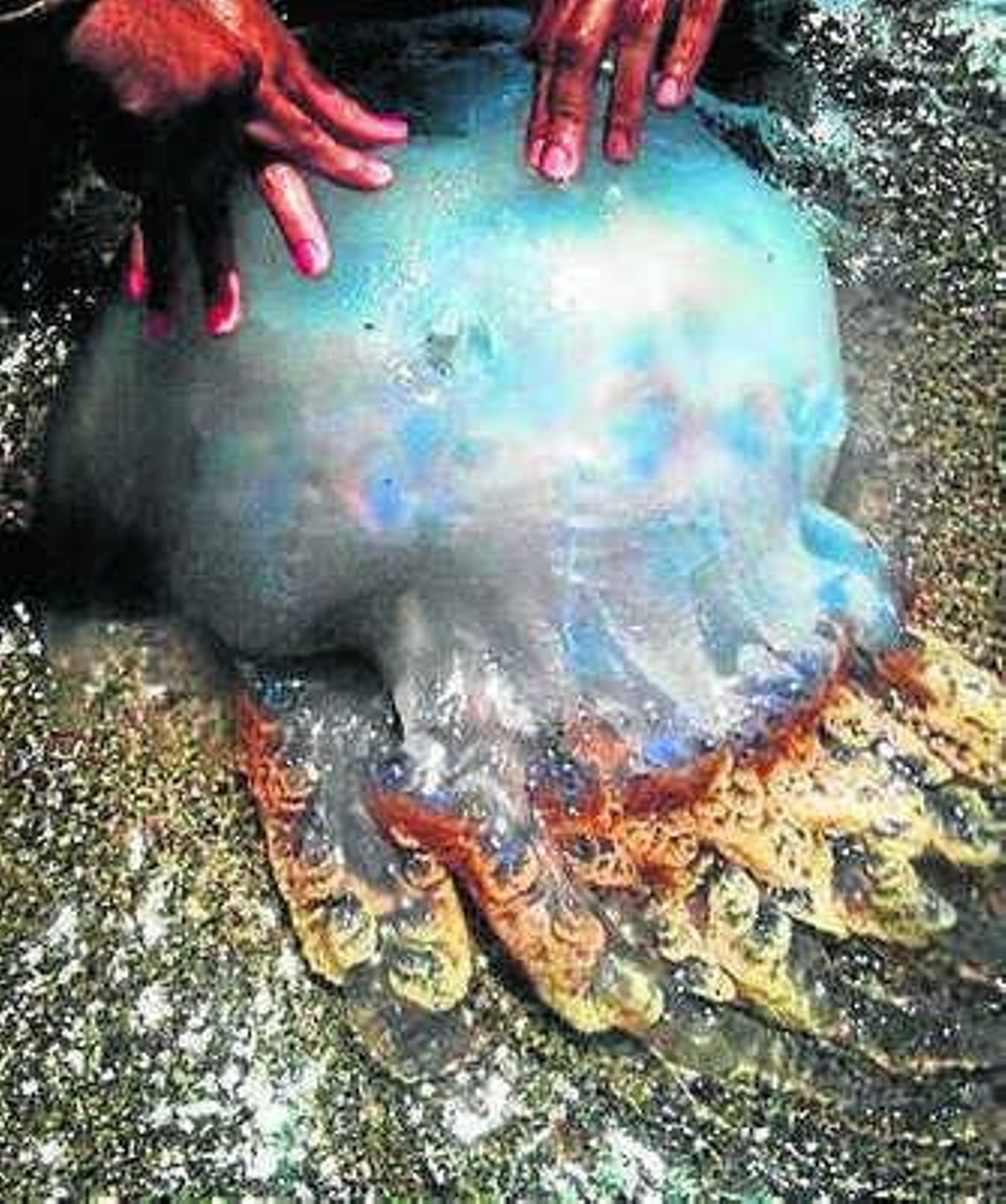 Medusa localizada en Almería.