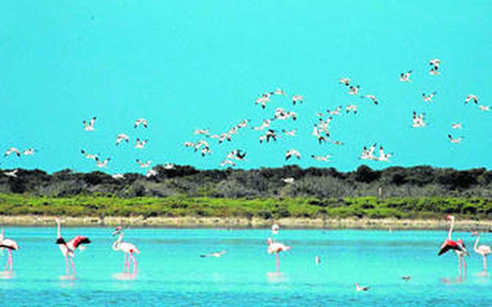 1. Punta Entinas Sabinar será uno de los espacios para disfrutar de las aves y su entorno. 2. El Parque Natural de Cabo de Gata tendrá su protagonismo. 3. La gaviota de audouin cuenta con 800 parejas en Alborán, el máximo histórico, 4. Presentación de las actividades. 5. Una especie cinegética, la perdiz.