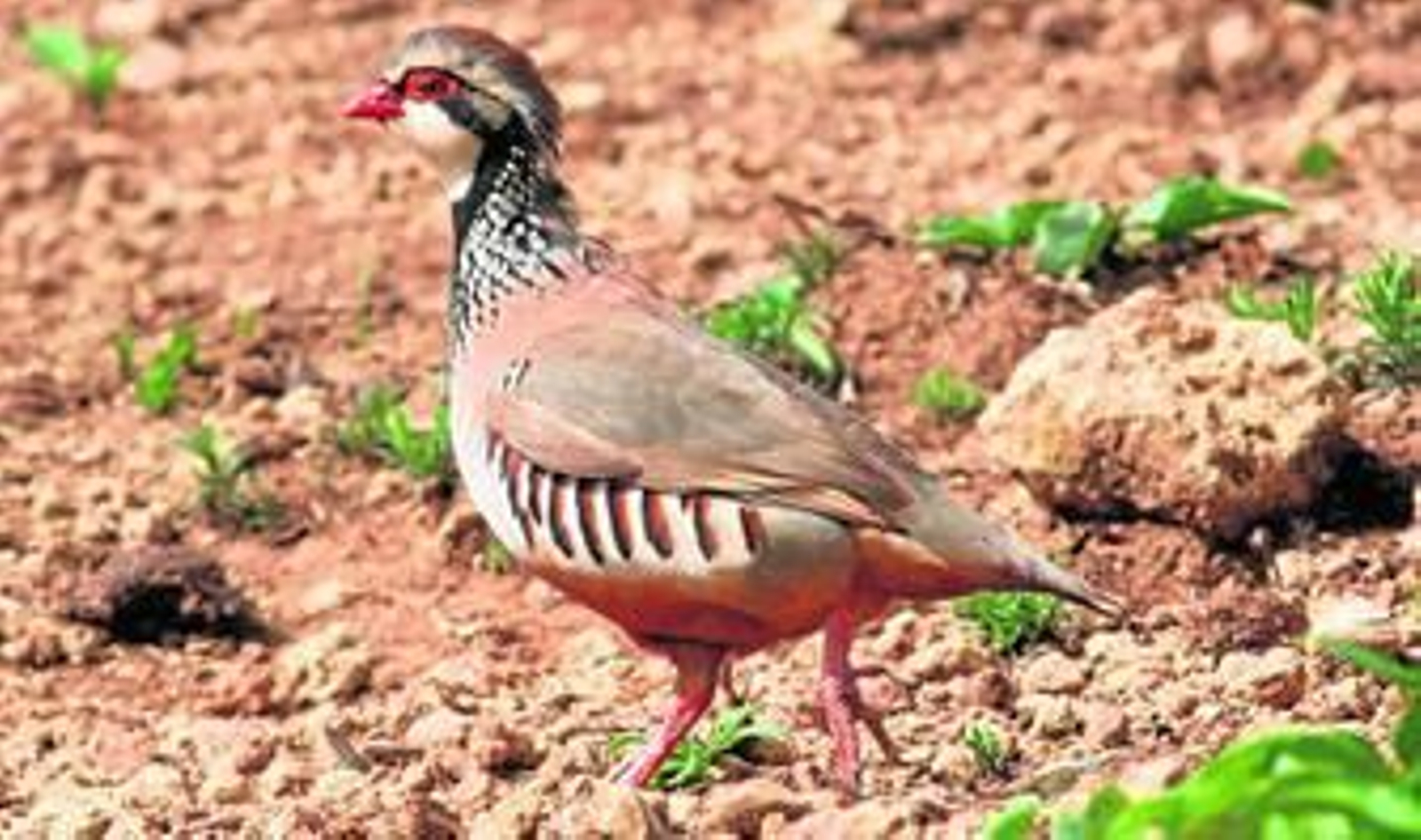 A la espera del celo