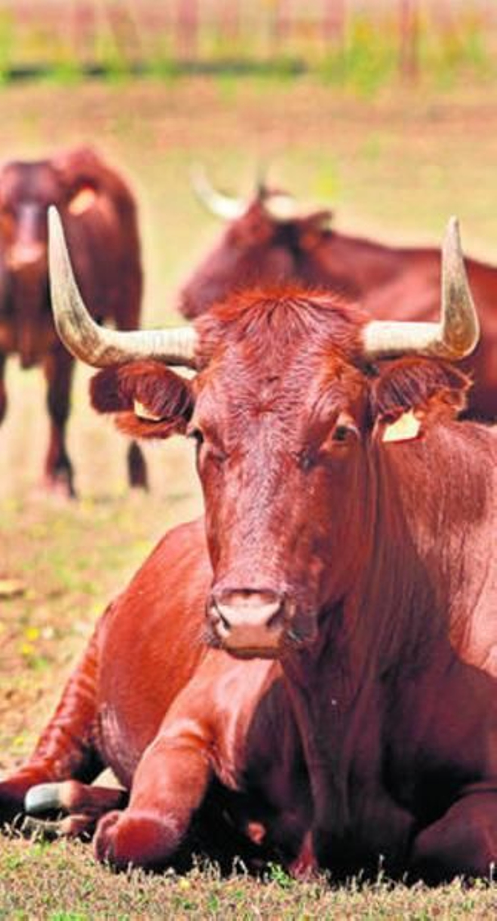 Un ejemplar de ganadería de retinto.