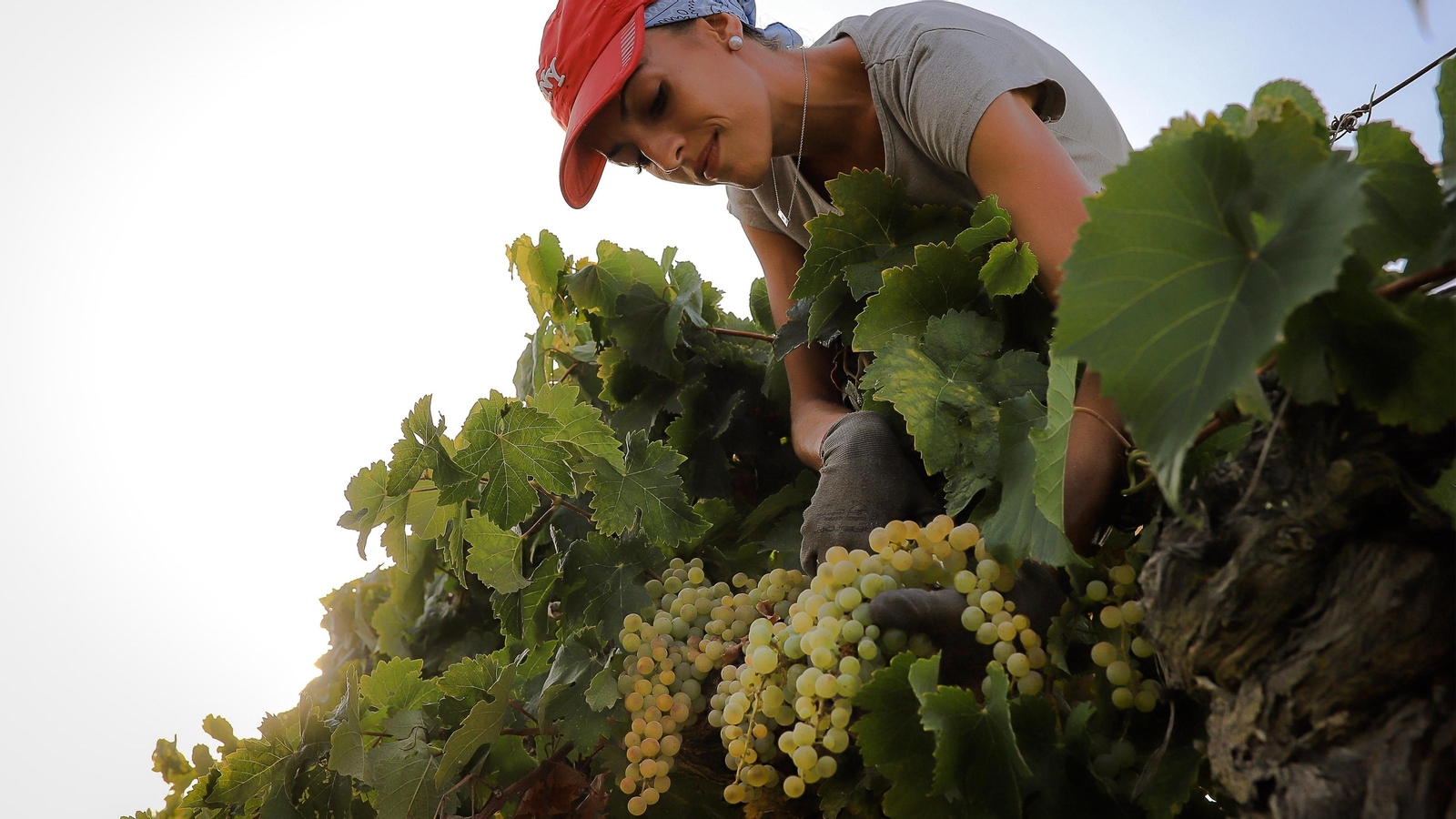 Una joven, cortando uvas en la viña Valdespino.