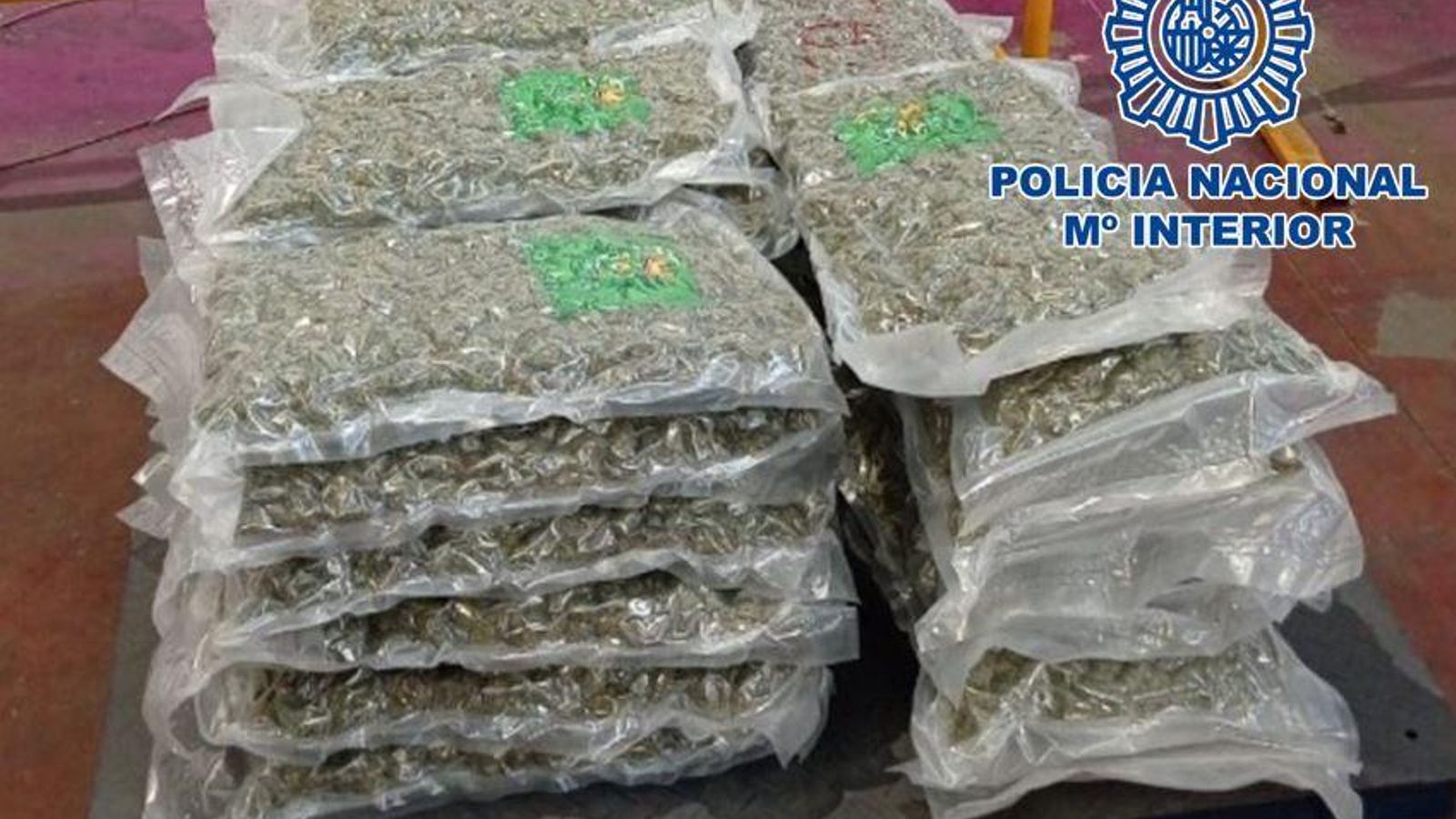 Imagen de los cogollos marihuana intervenidos a la organizació criminal en Granada