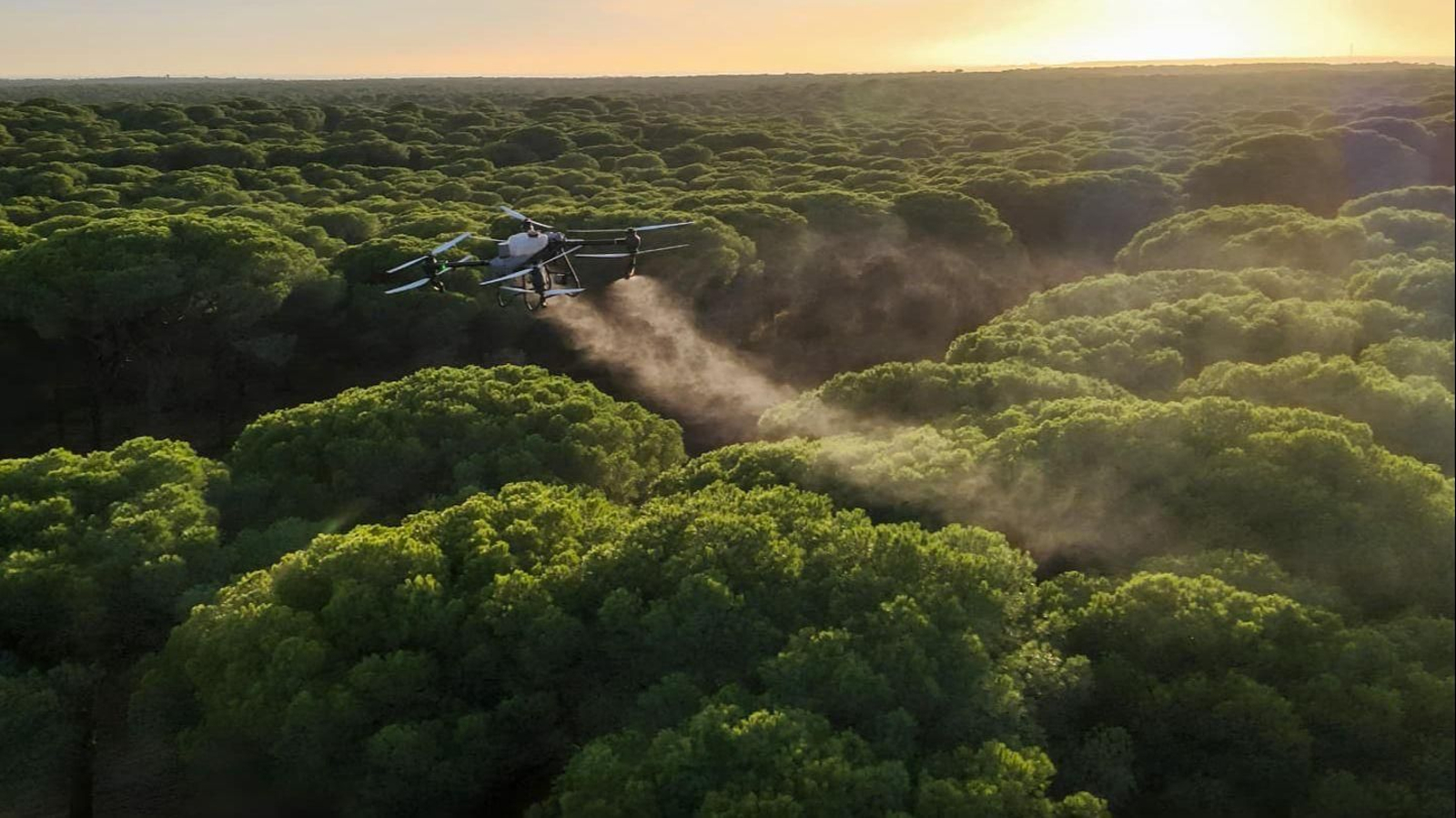 La Junta de Andalucía realiza por primera vez tratamientos aéreos con drones contra la procesionaria del pino.