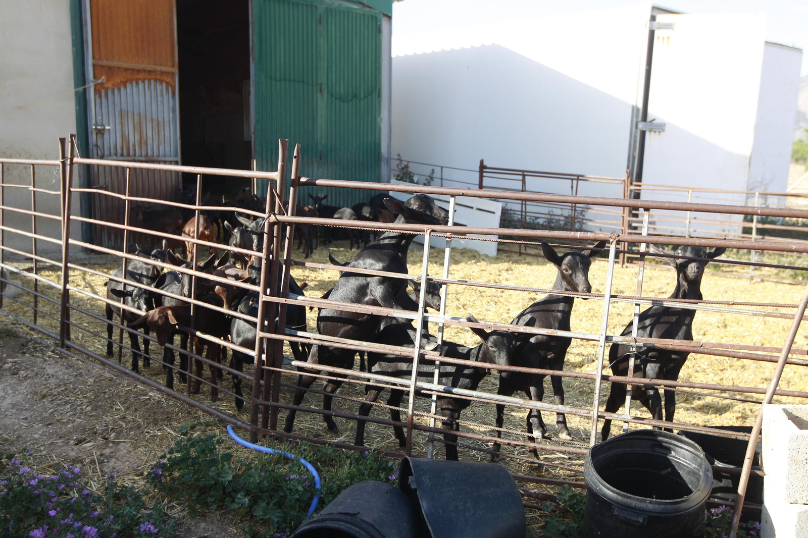 Cati Guirao, una ganadera hecha a sí misma, en imágenes