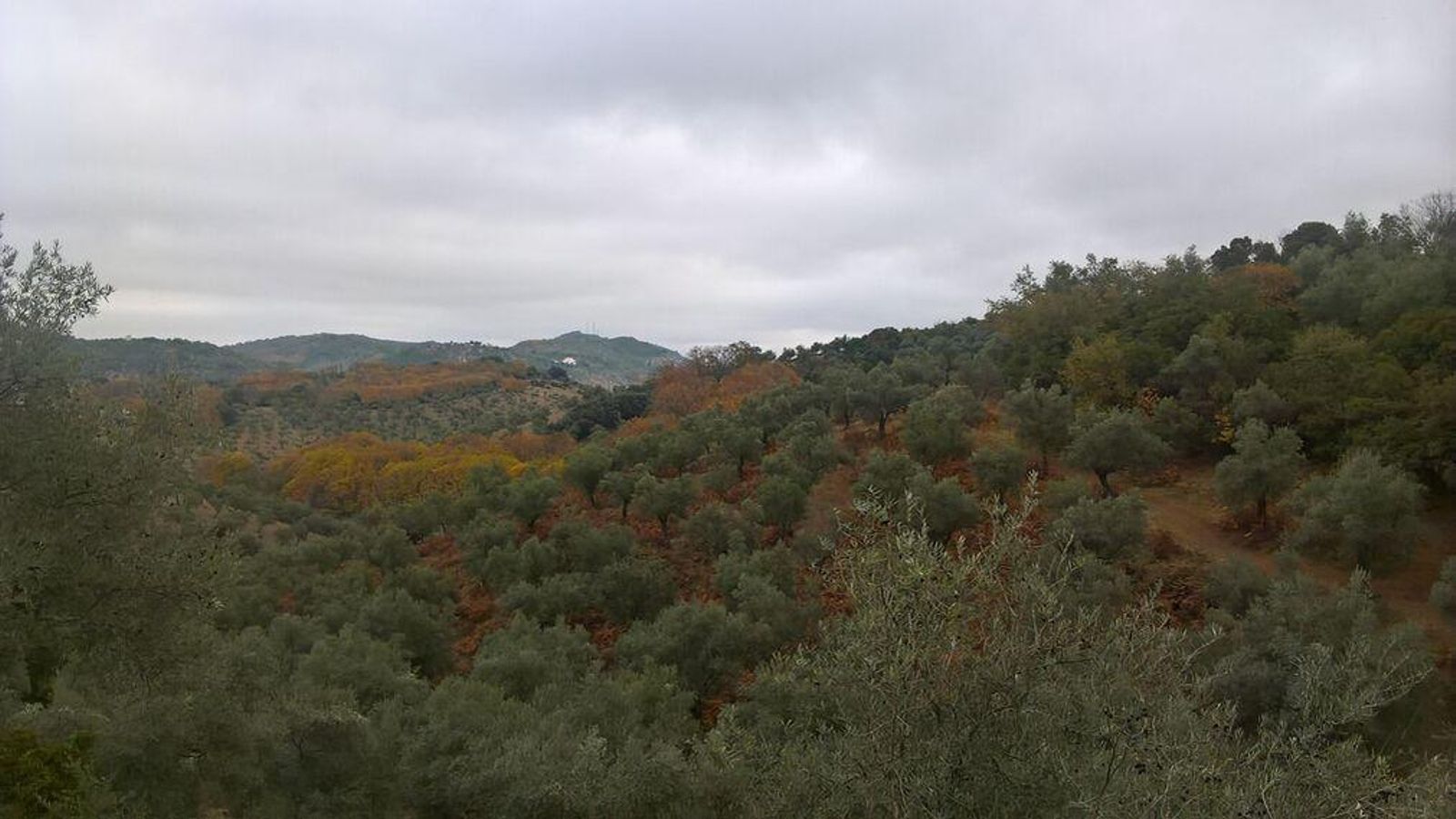 Distintos tonos de verde desde el punto más alto.