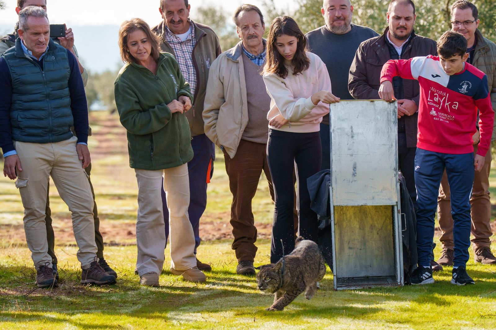 Suelta de la lince 'Kai' en el Guadalmellato