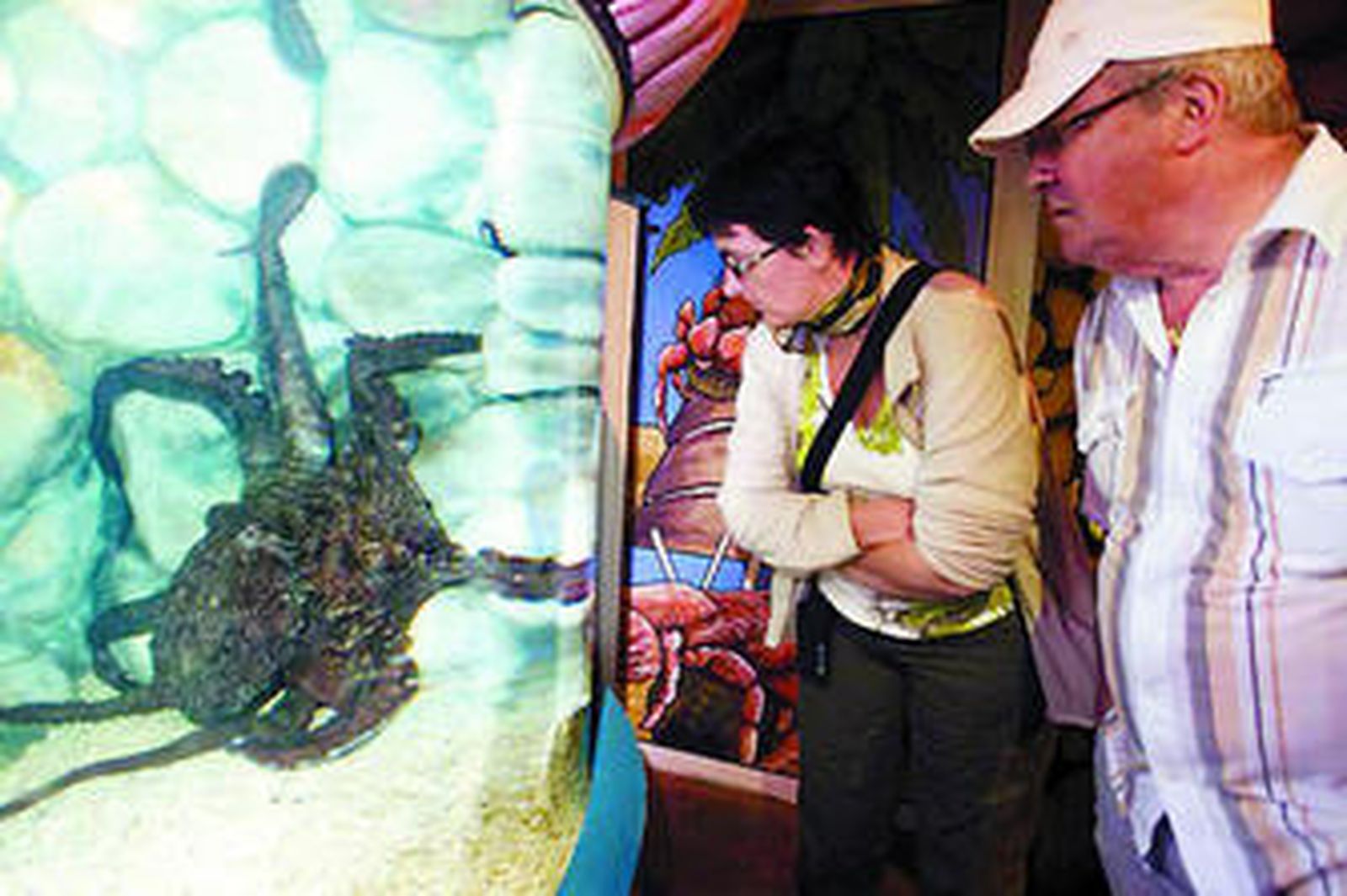 Unos visitantes contemplan el pulpo gigante.