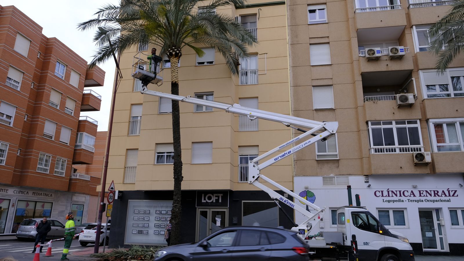 Fotogalería de la poda e inspección de las palmeras de la Avenida Cabo de Gata. Almería.
