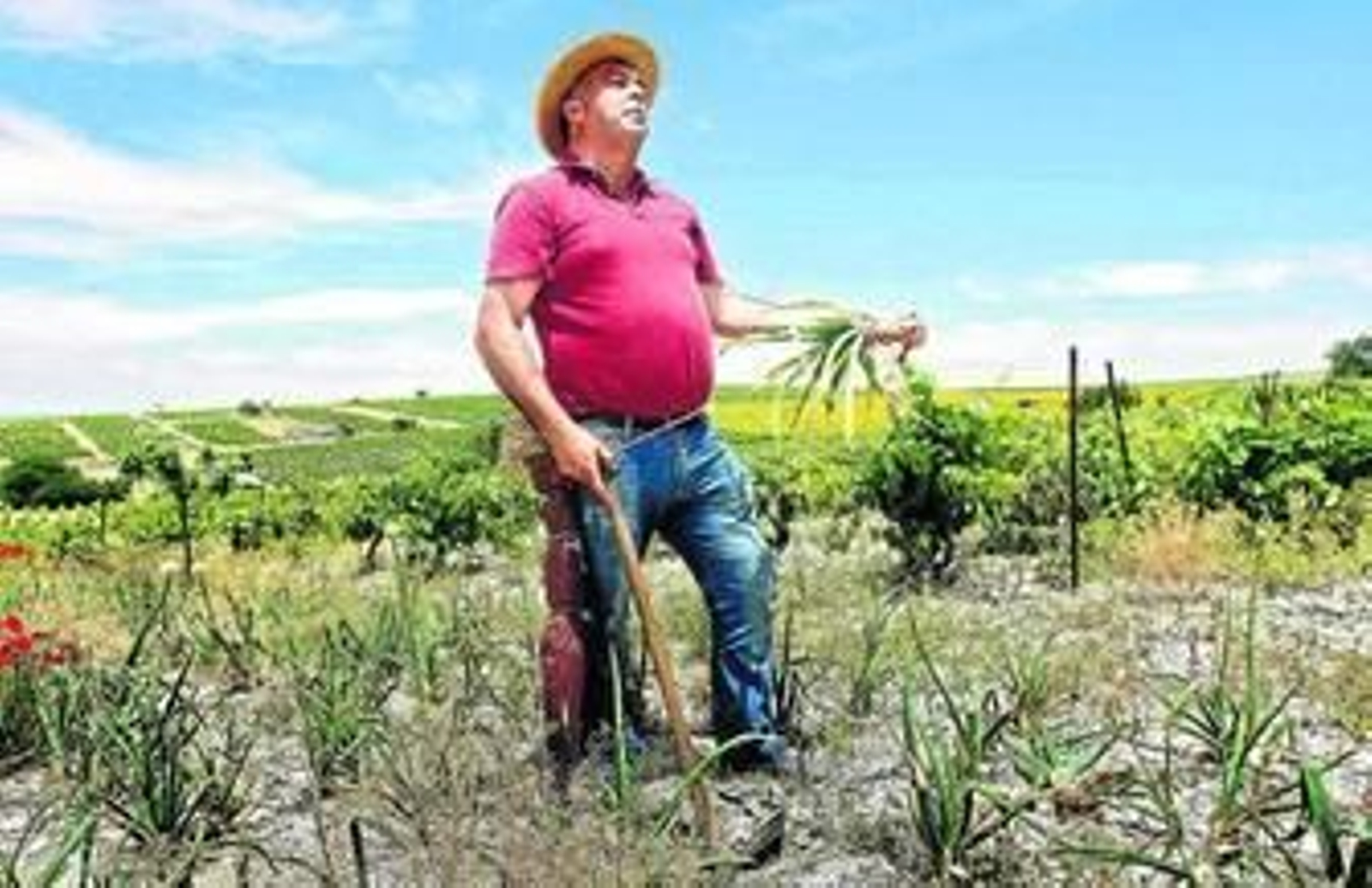 Manuel Cárdenas recoge una cebolla en la finca de su propiedad, ubicada en el pago trebujenero de La Arboleda y de unos 9.000 metros cuadrados.