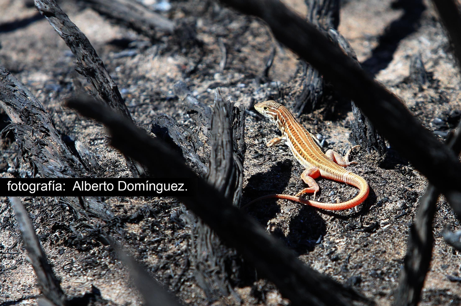 Imágenes de Cuesta Maneli tras el incendio.