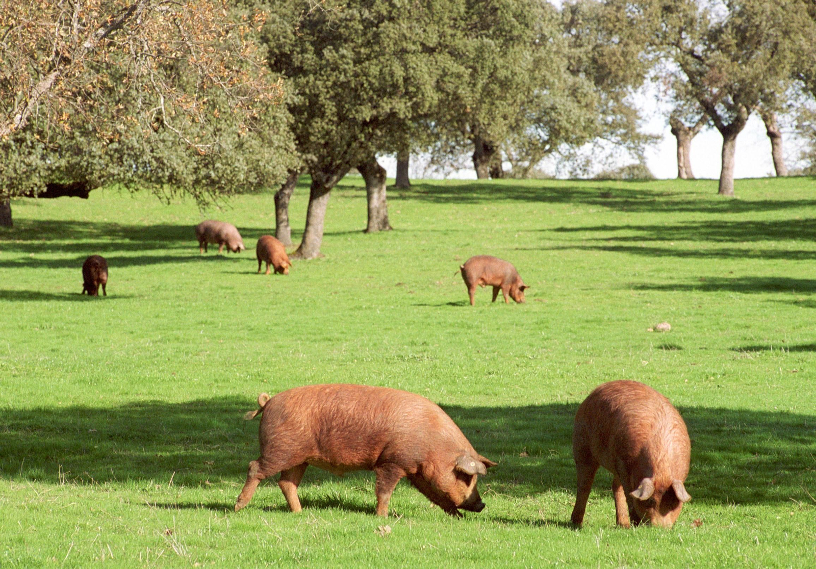 Unos cerdos pastan en una dehesa de Los Pedroches.
