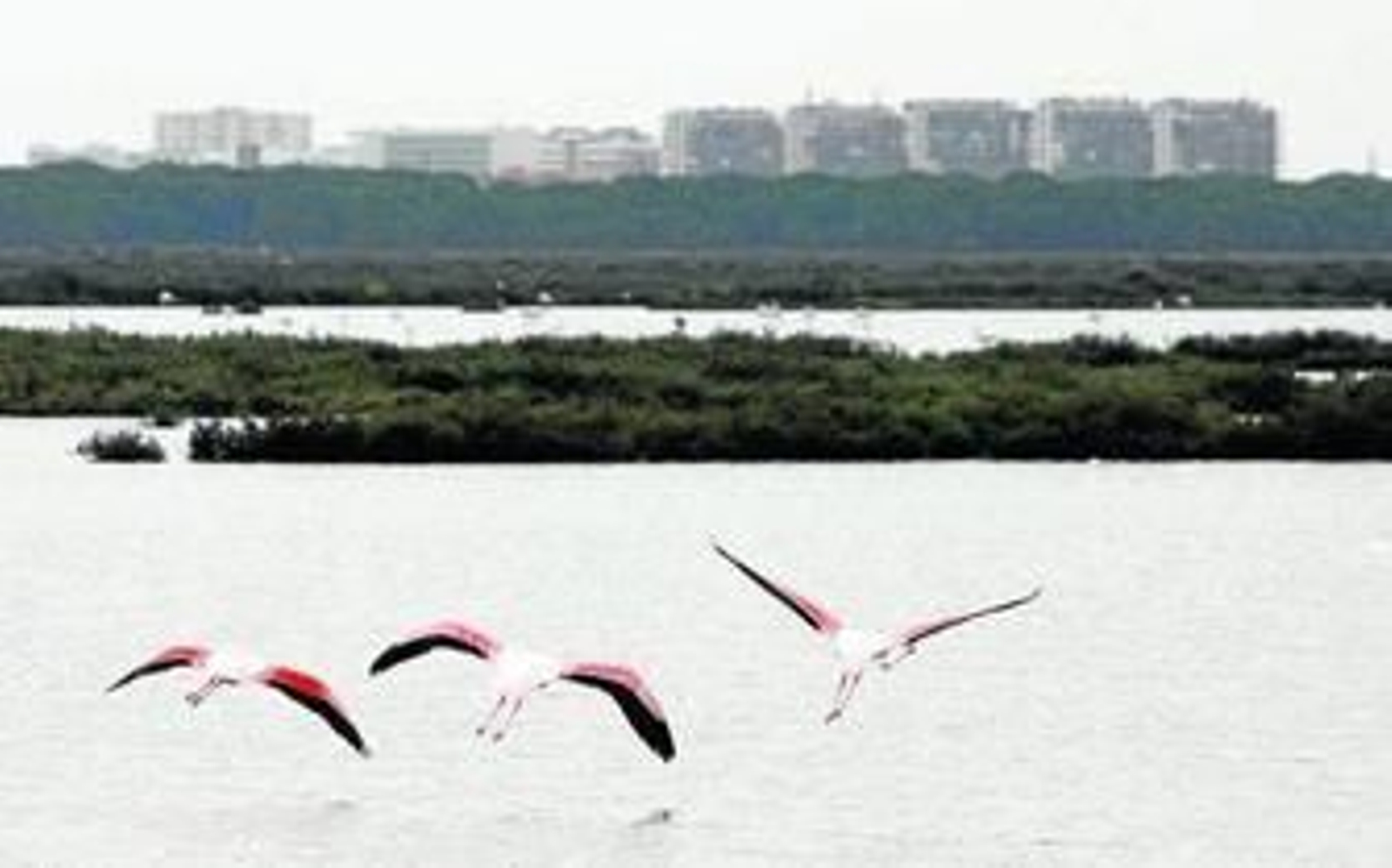 Flamencos en el paraje natural Marismas del Odiel, para el que se ha renovado la planificación de usos.
