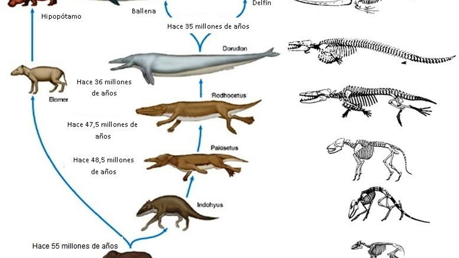 Antecesores evolutivos de los cetáceos