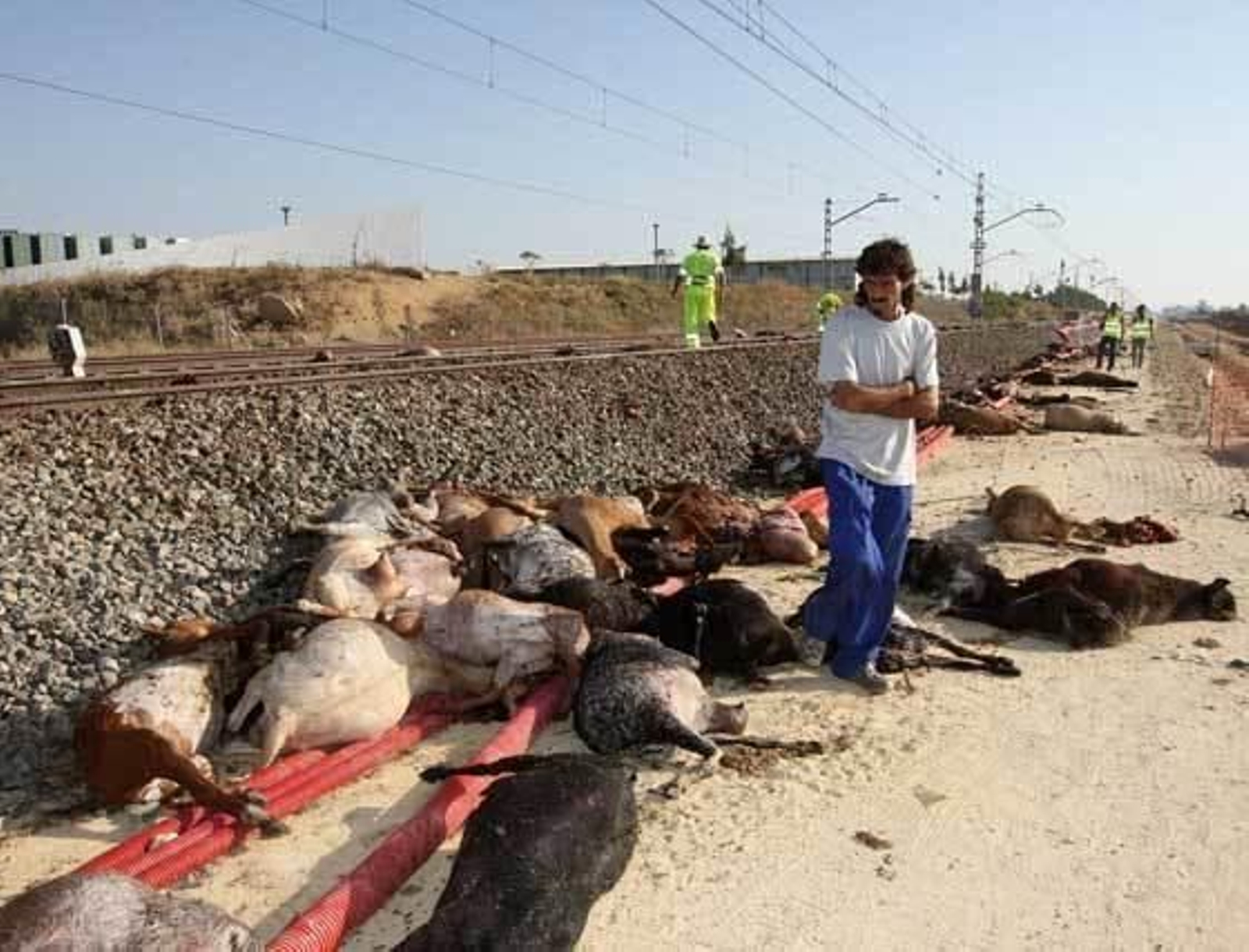 El propietario observa desolado como sus cientos de cabras quedaron esparcidas a lo largo de un kilómetro de vía, tras la colisión que tuvo lugar ayer a las ocho menos veinte de la mañana.  Foto: Juan Carlos Toro