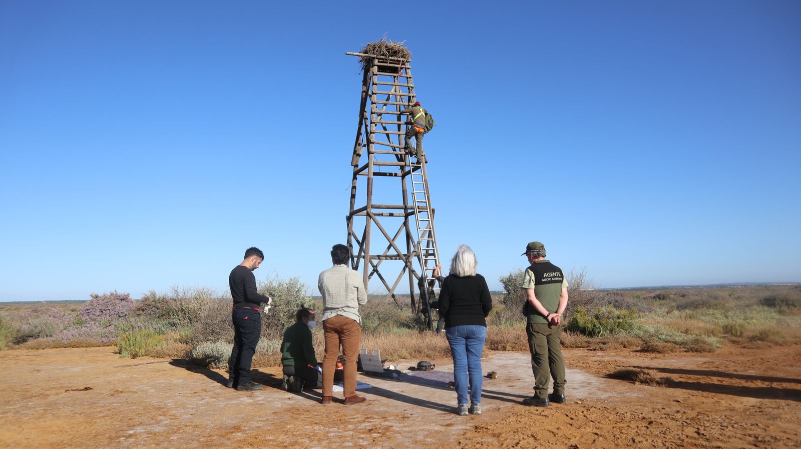 Anillamiento de tres pollos de águila pescadora nacidas en el Paraje Natural Marismas del Odiel