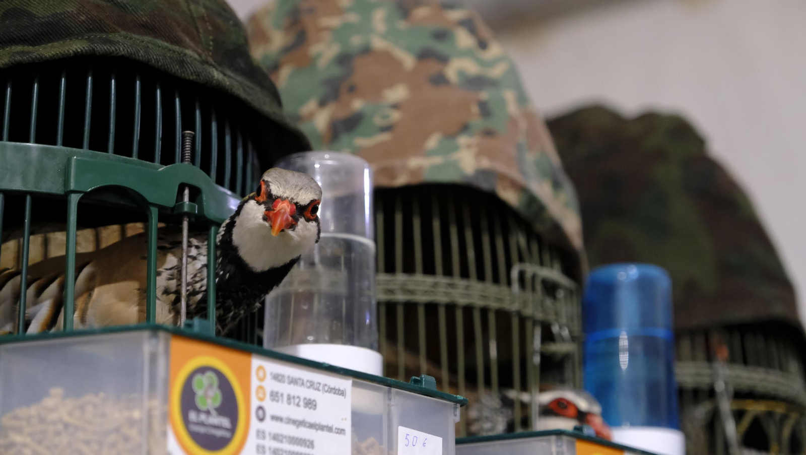 Las fotos de la Feria del Ganado y del Pájaro Perdiz en Albox