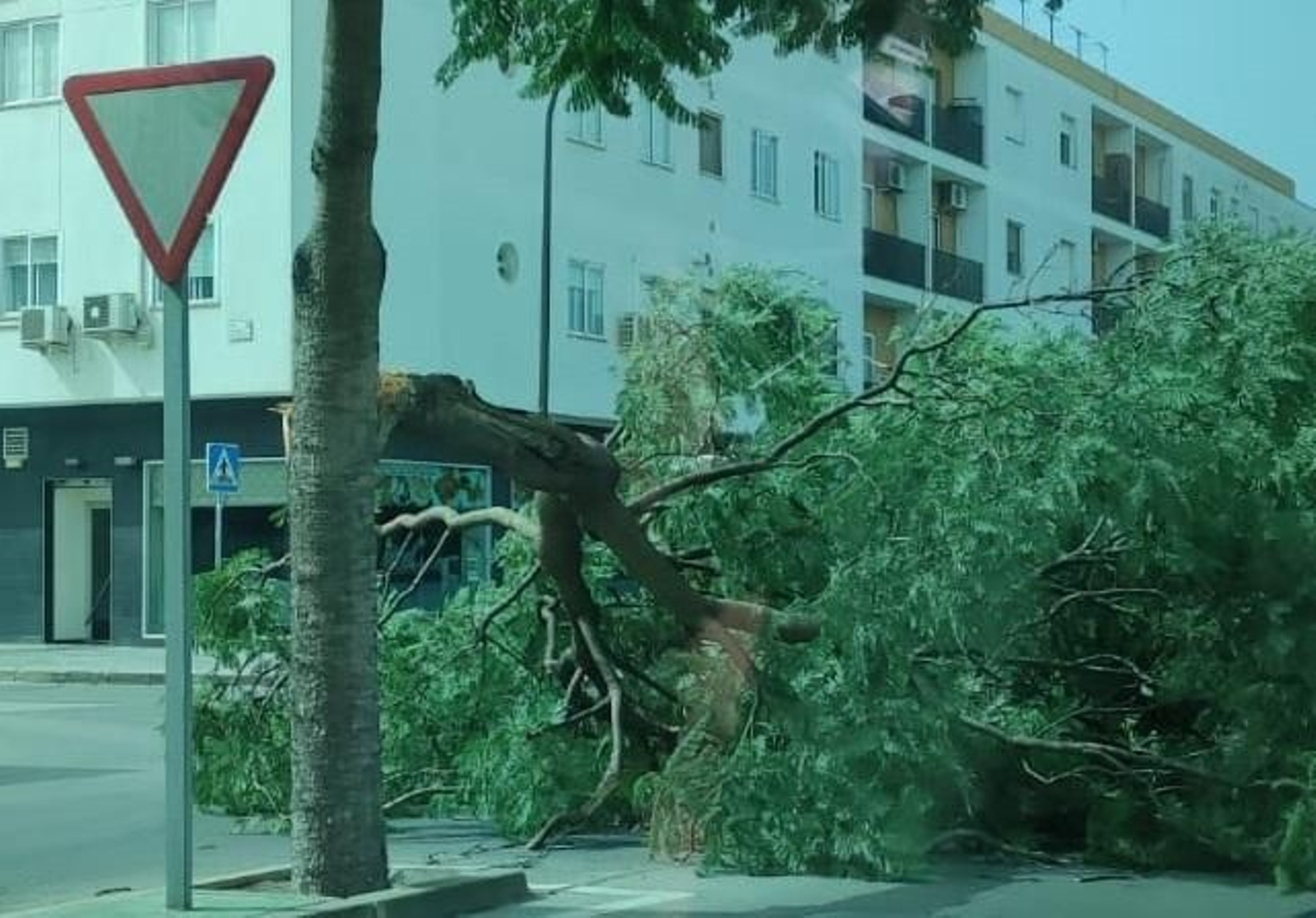Una rama caída en la avenida Constitución, en San Fernando.