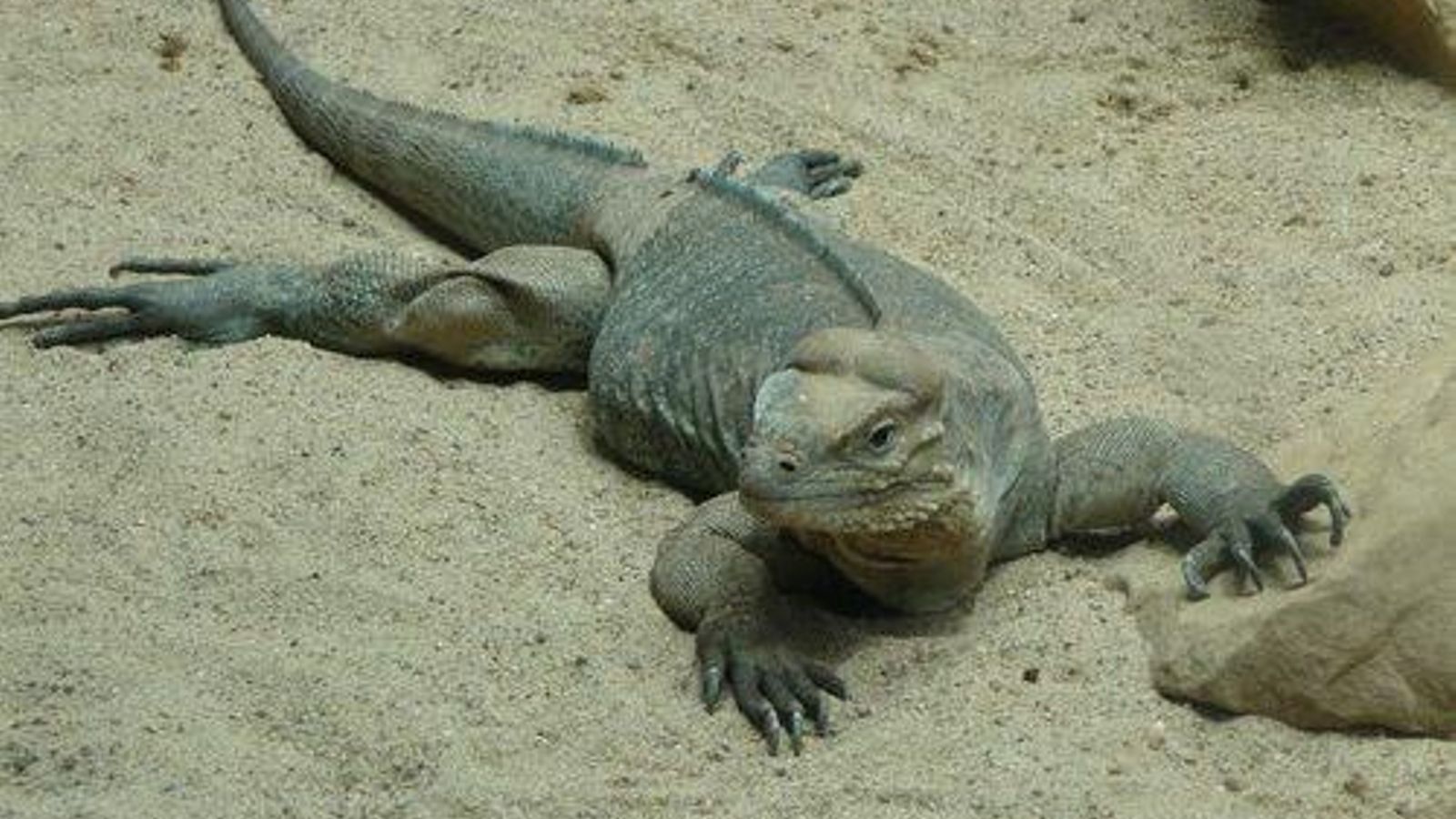 iguana rinoceronte