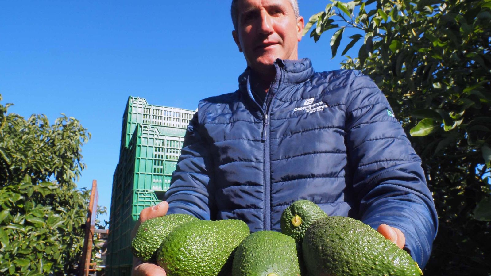 Cristóbal Picón, presidente de Cooperativa Costa de Huelva, muestra aguacates recién recolectados en Valdeoscuro (Gibraleón) Cristóbal Picón, presidente de Cooperativa Costa de Huelva, muestra aguacates recién recolectados en Valdeoscuro (Gibraleón)