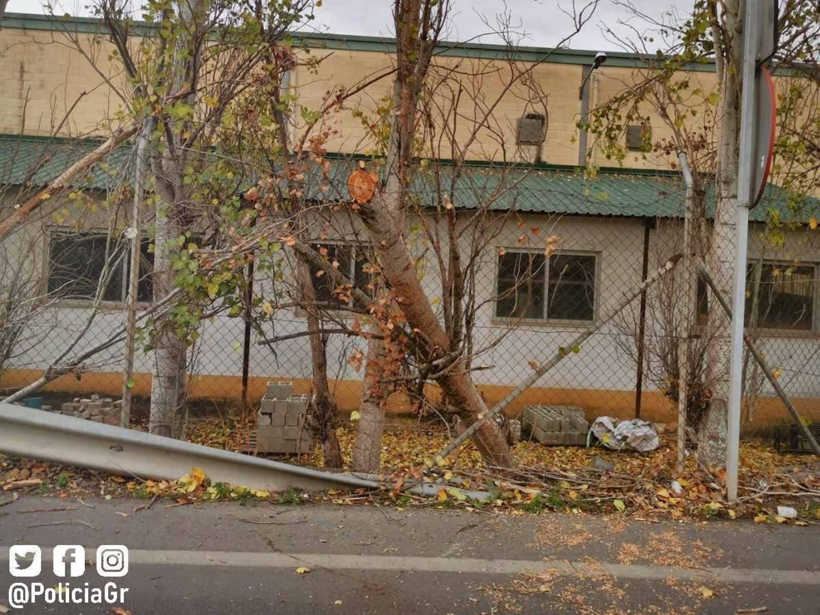 Árbol caído por el viento.