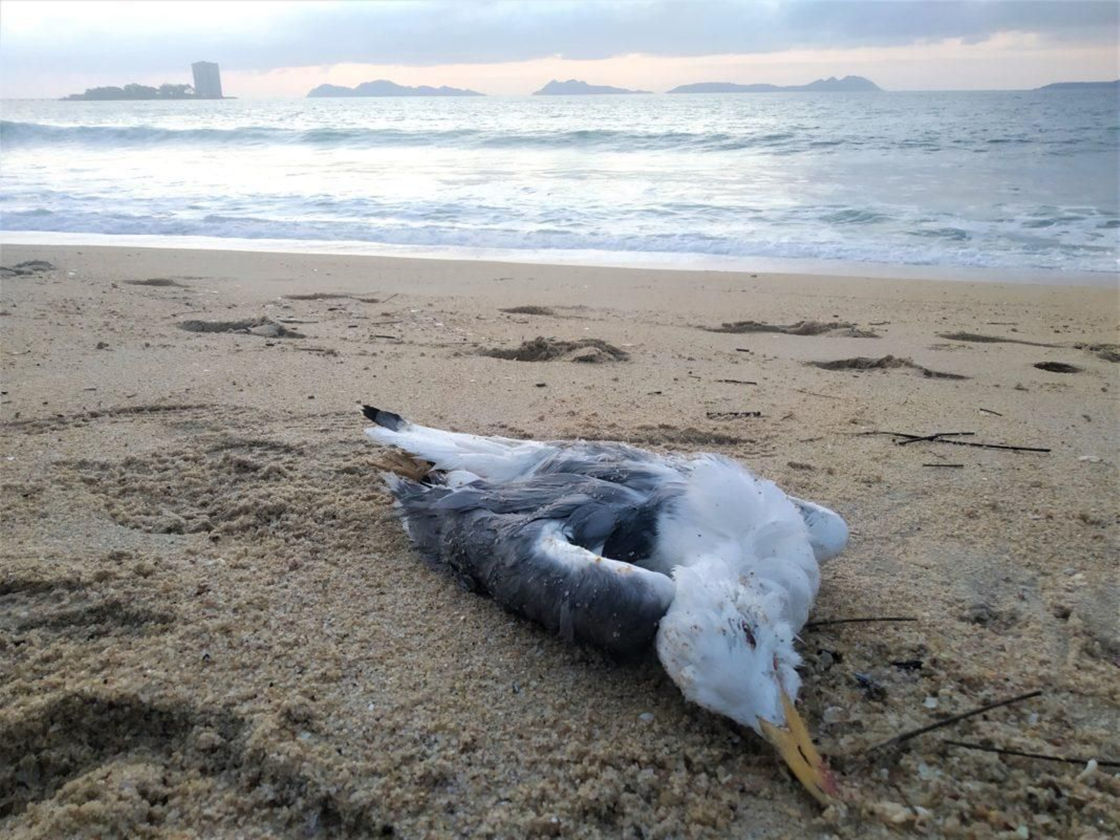 Gaviota muerta  a la orilla de una playa