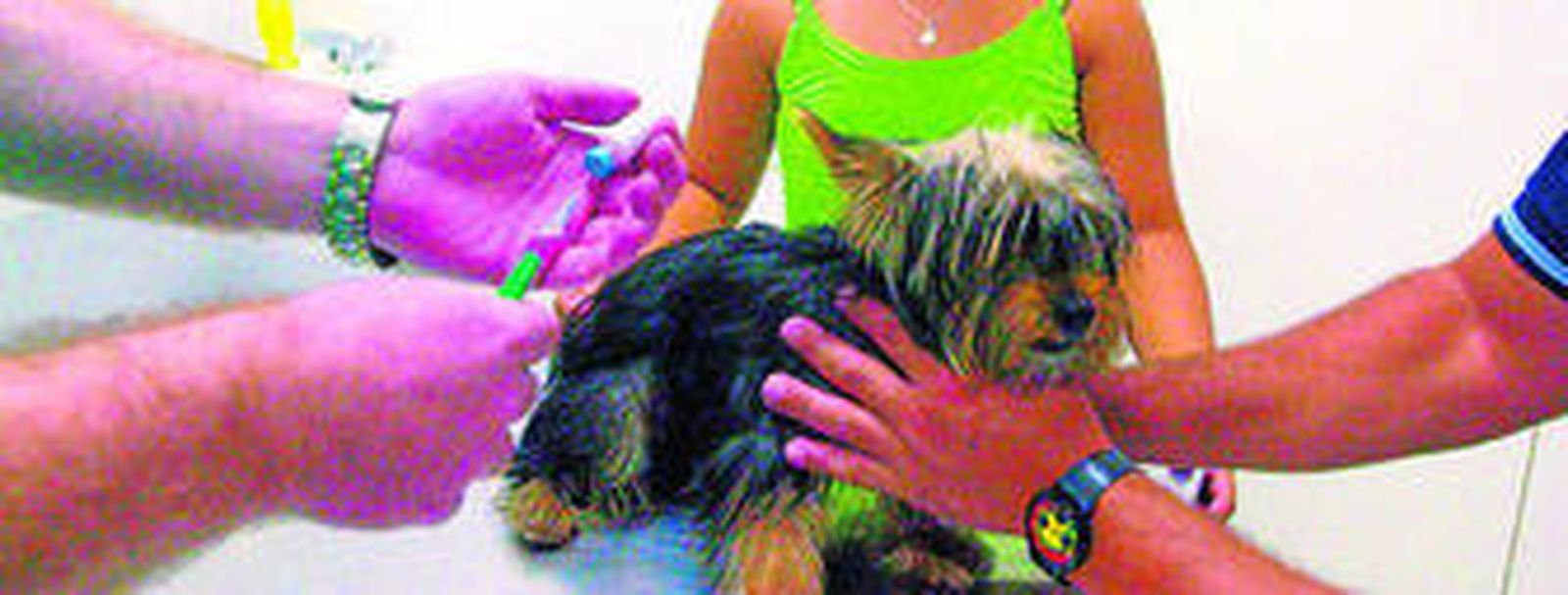 Un veterinario vacuna a un perro contra la rabia.