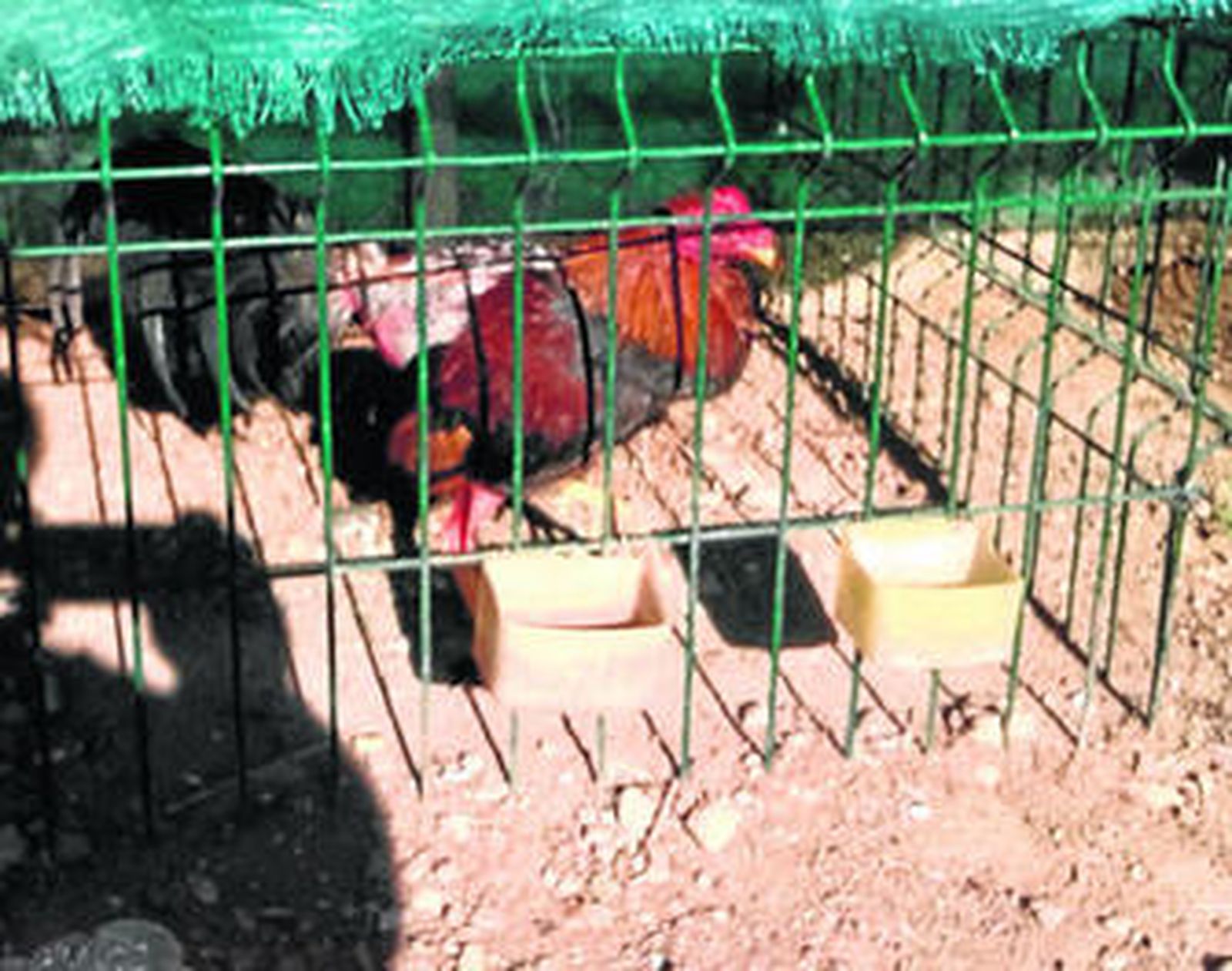 Uno de los gallos recuperados por la Guardia Civil en una finca de Utrera.