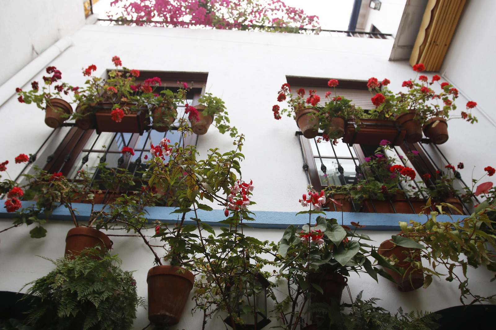 Los Patios de Córdoba en tiempos de crisis: Pedro Fernández, 6