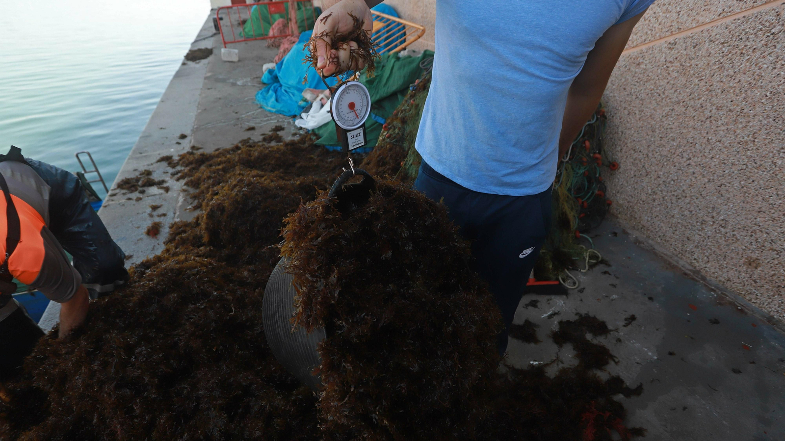 El alga invasora ahoga la pesca en Algeciras