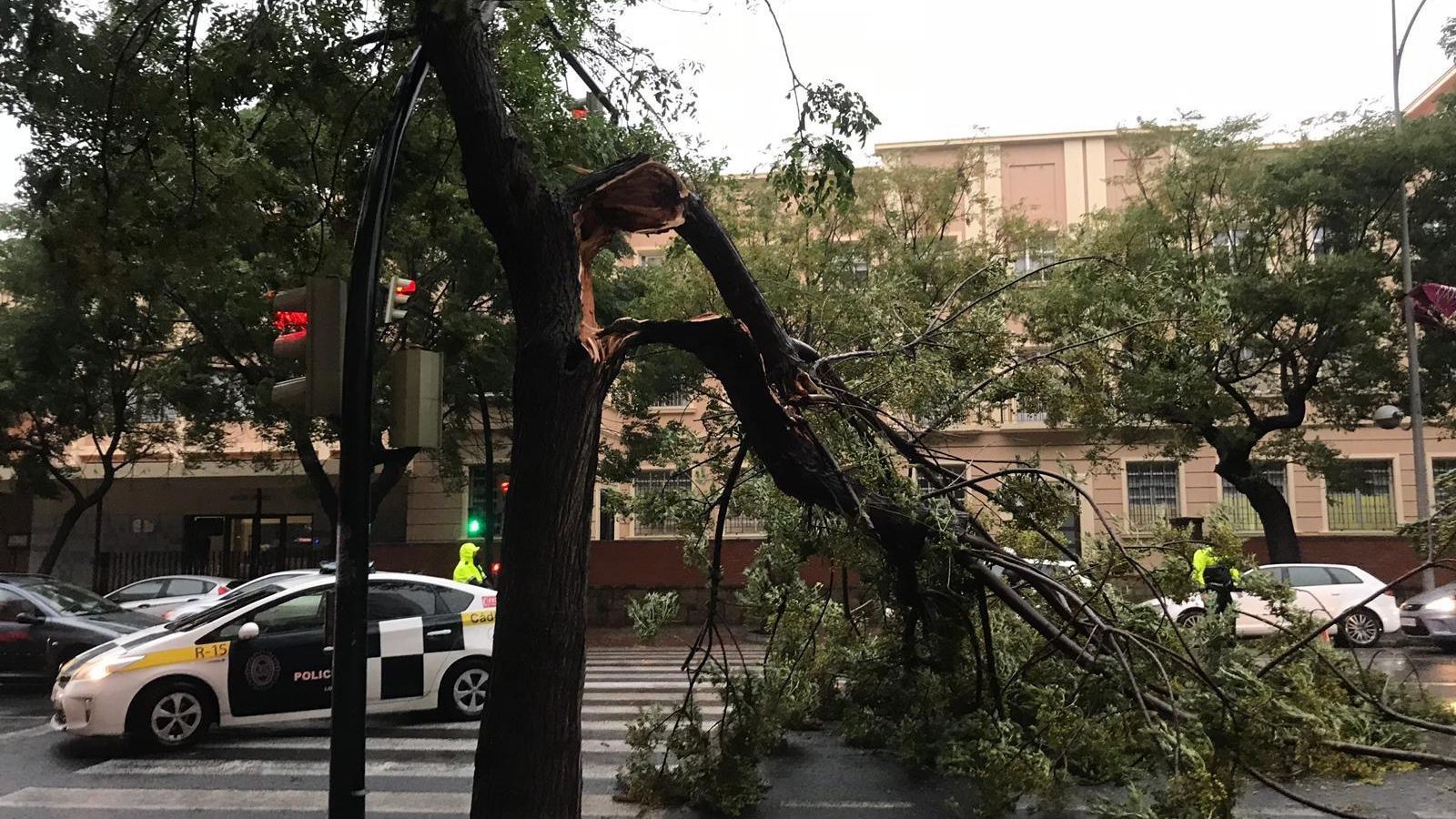 El fuerte viento ha provocado la caída de una rama de un árbol en la avenida, frente al colegio de Las Esclavas.