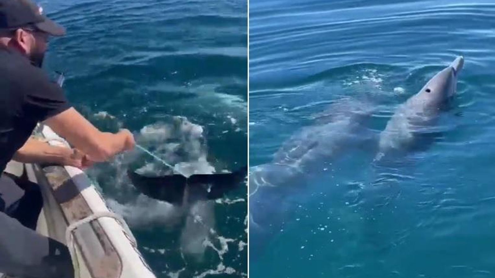 El complejo rescate del delfín liberándolo de la nasa que lo atrapaba