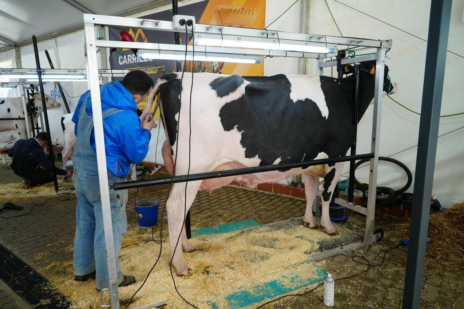 Un paseo en imágenes por la XVI Feria de Ganado Frisón Usías Holsteins de Dos Torres