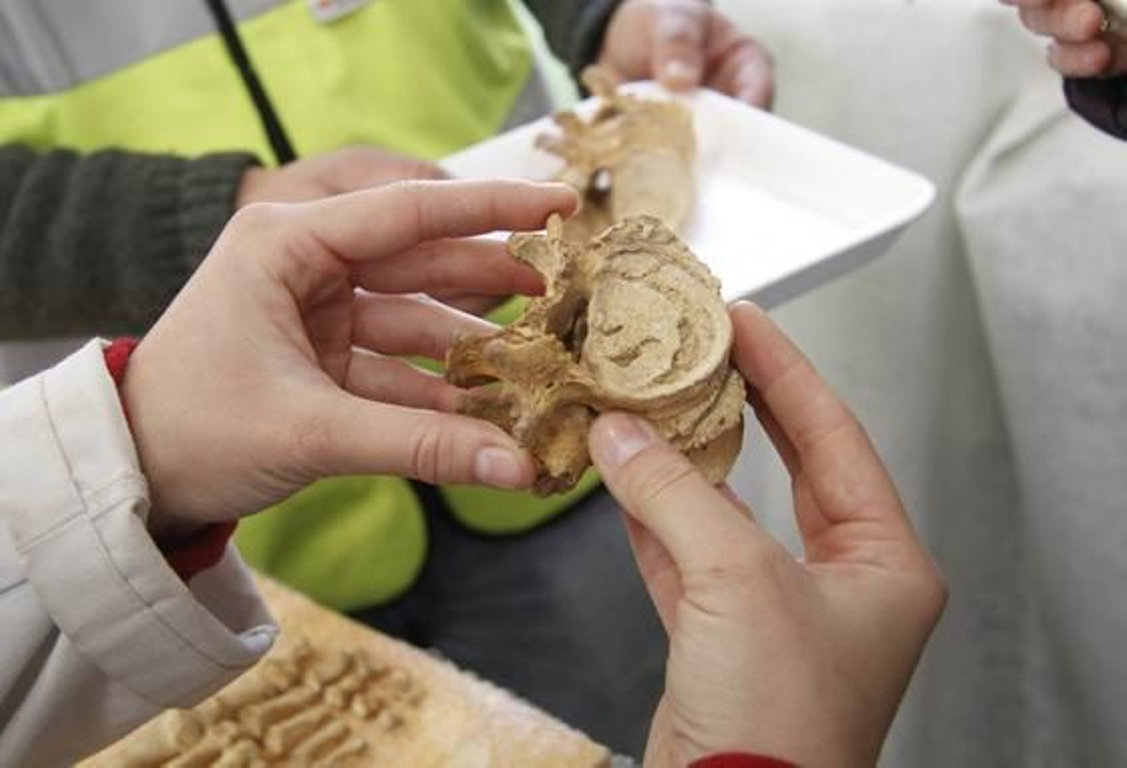 Esqueletos humanos hallados durante la restauración de la iglesia de San Luis de los Franceses.

Foto: Victoria Hidalgo
