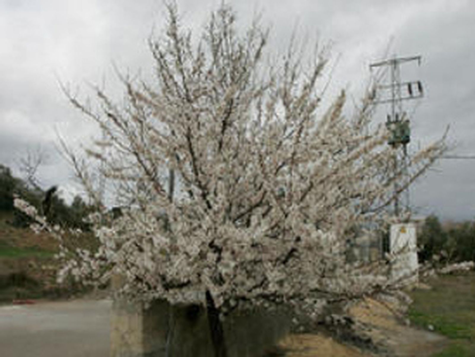 Nieve sobre la flor del almendro
