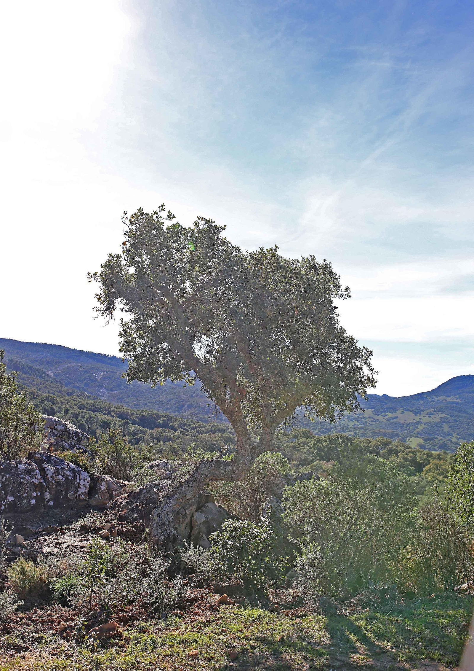 Paseo por los Montes de Propios
