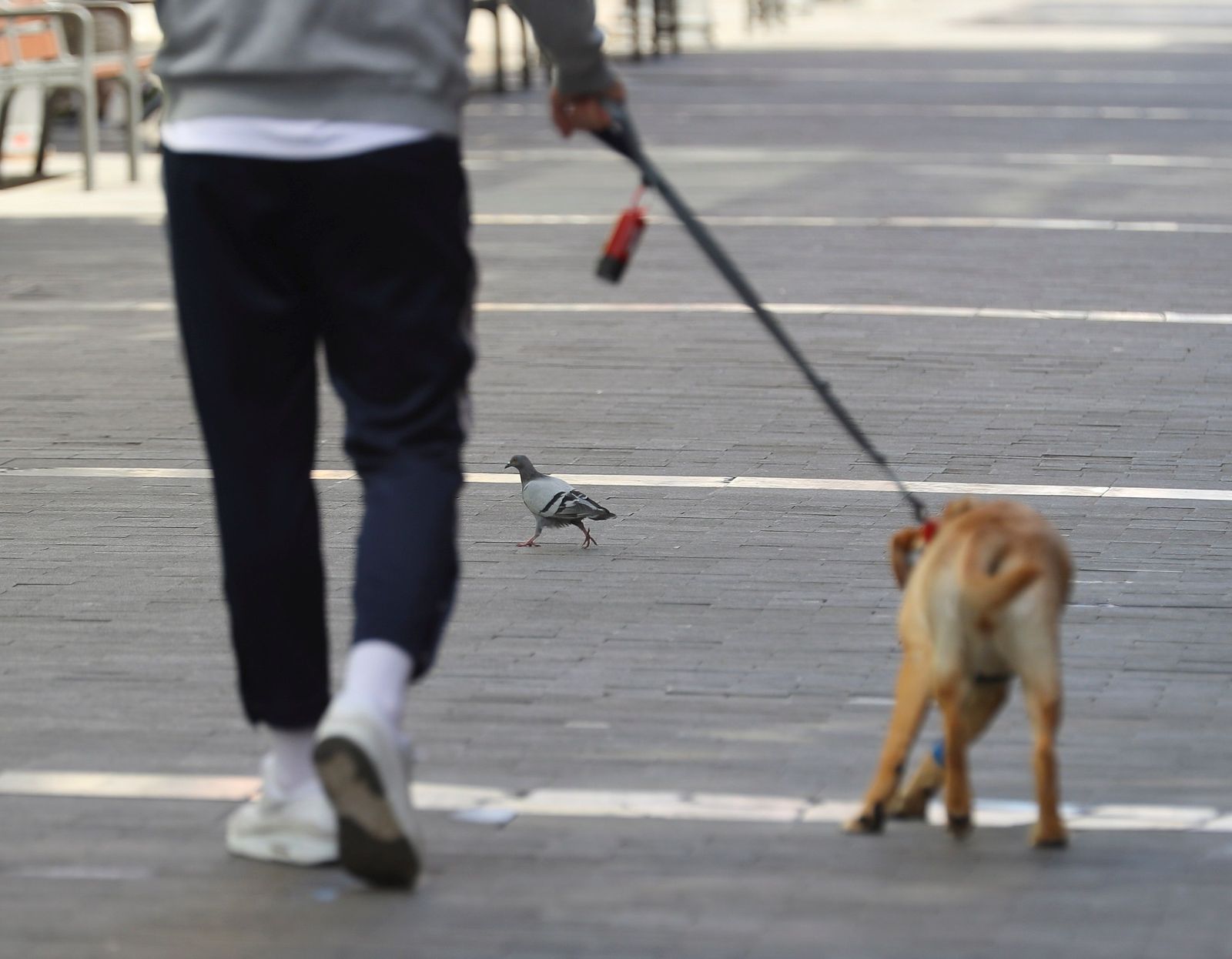 Un  hombre pasea con su perro.