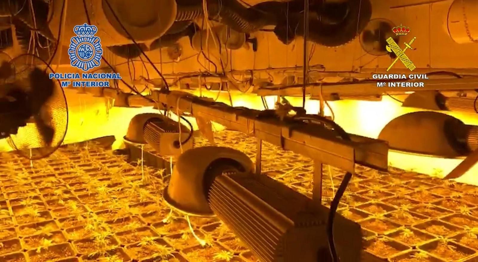 Cultivo de marihuana en otra operación conjunta de Policía Nacional y la Guardia Civil.