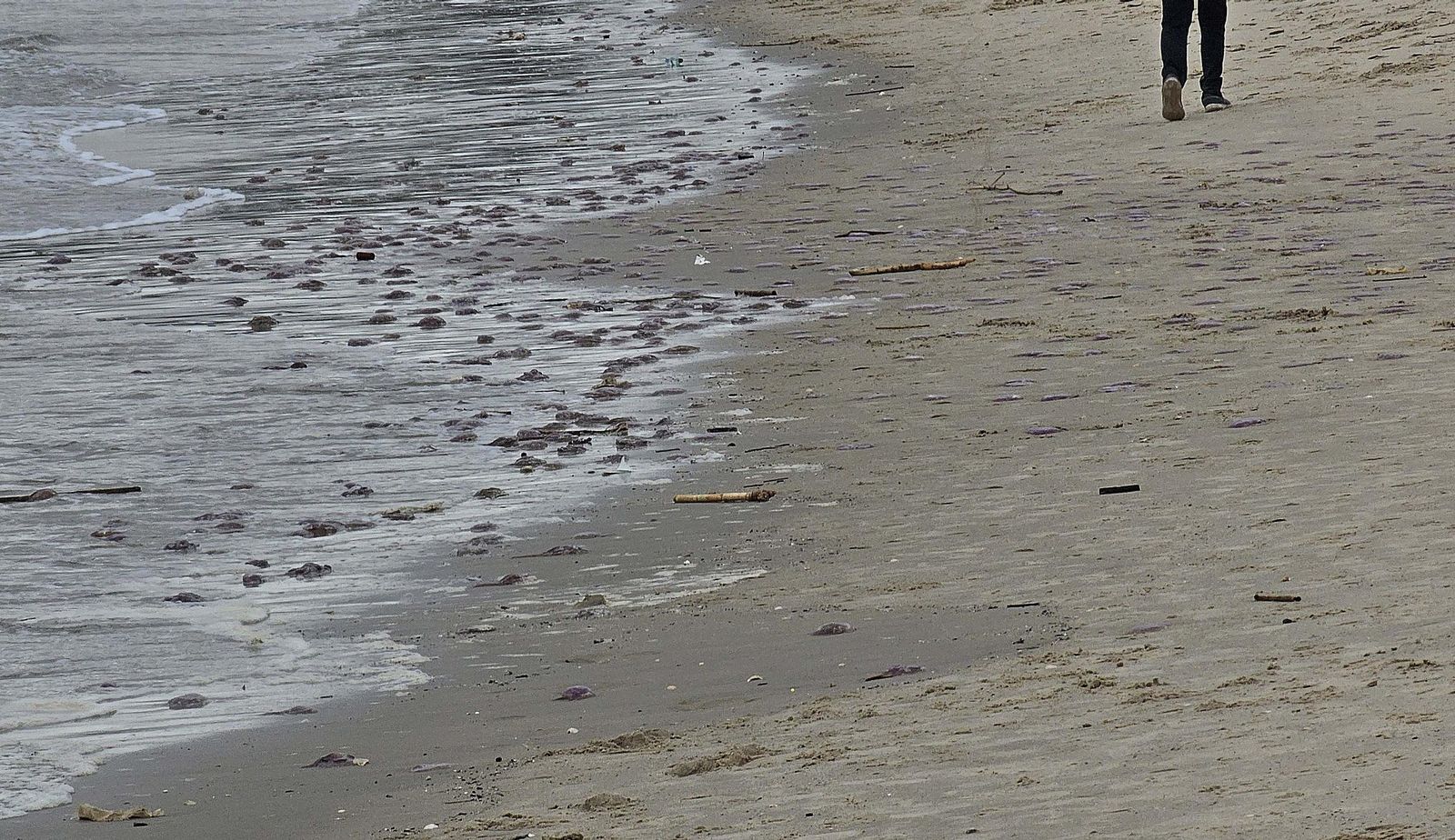 Fotos de las medusas en las playas de Algeciras