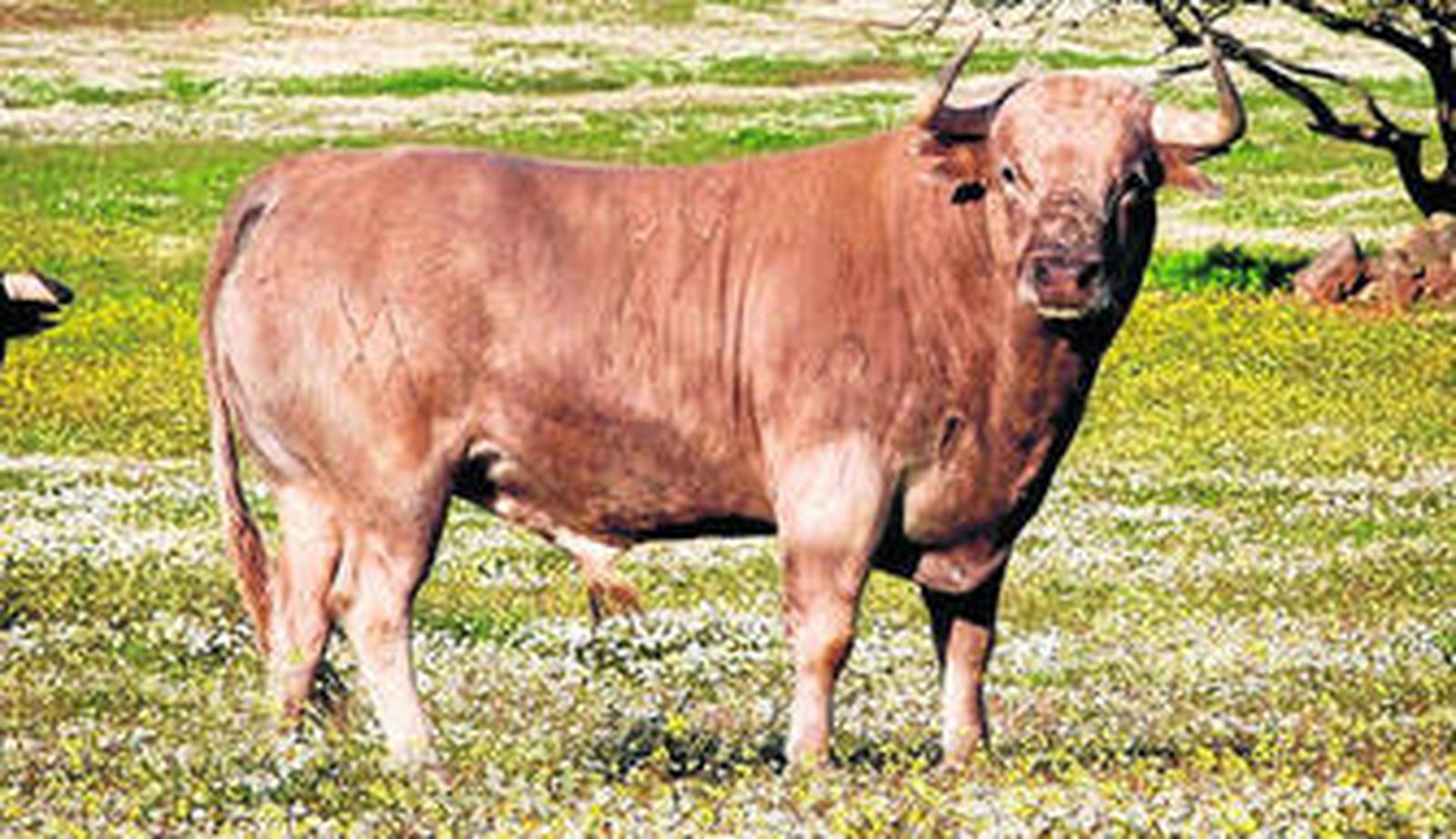 El jabonero 99 de la reata del de la misma pinta que desorejó Morante en Jerez.