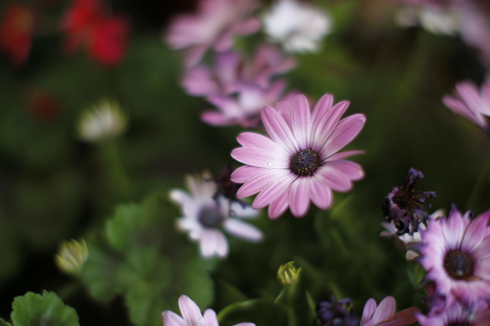 Fotogalería plantas para el Día de la Madre en Suministros Tripiana