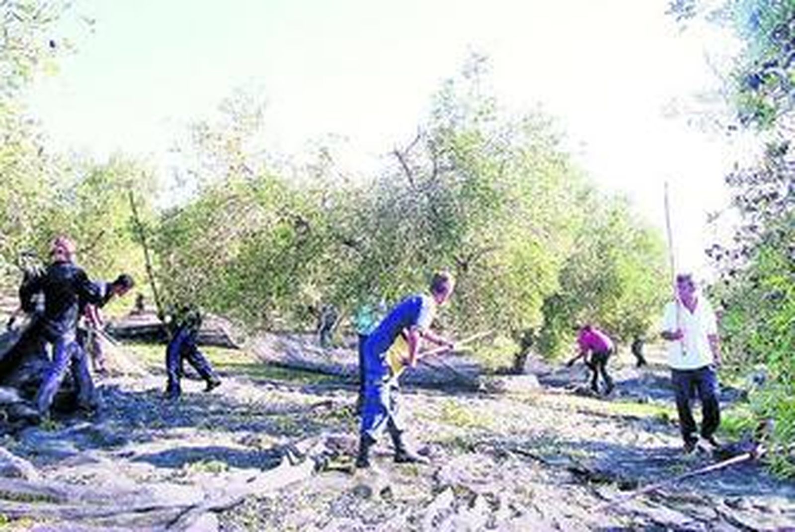 El estudio revela que el agua salina podría ser una alternativa de riego para variedades como la Picual.
