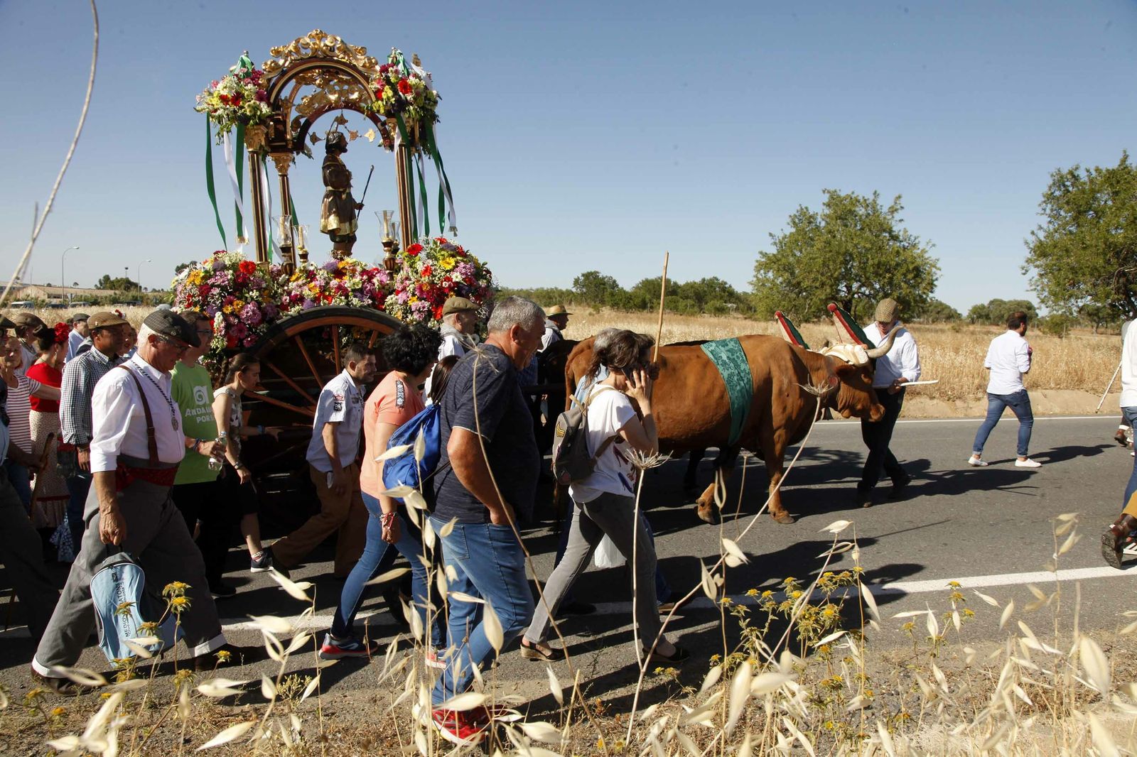 La imagen del santo tirada por una yunta de bueyes.