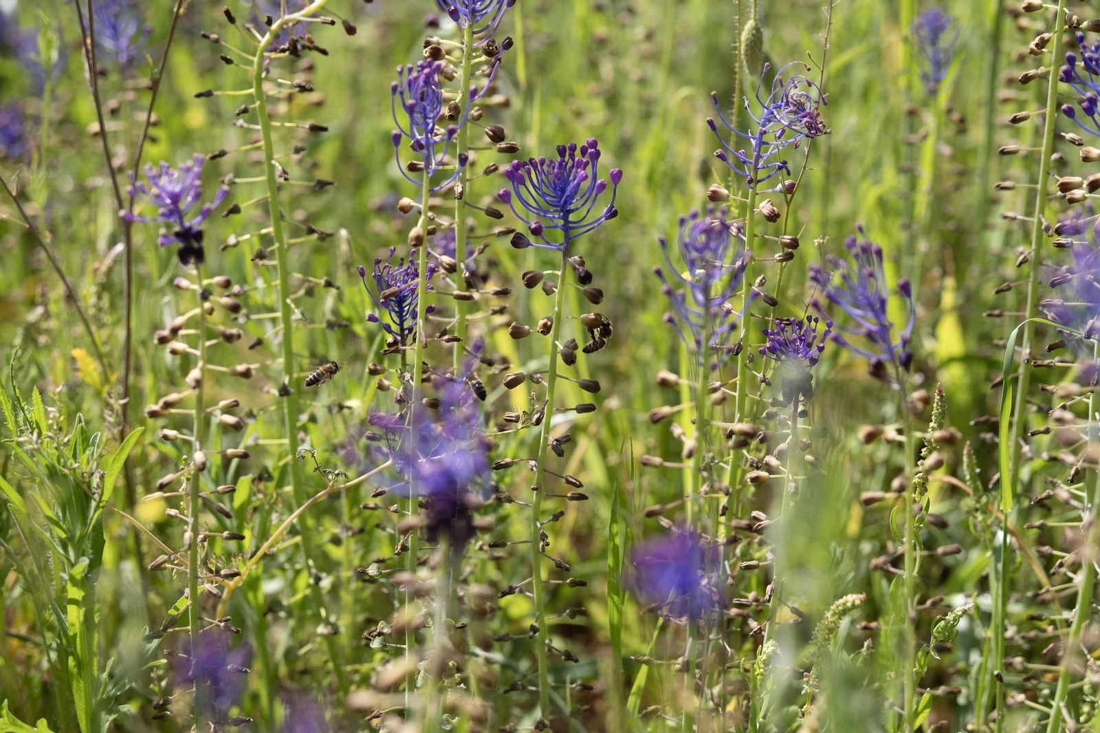 Primavera en la Serranía de Ronda, en imágenes.